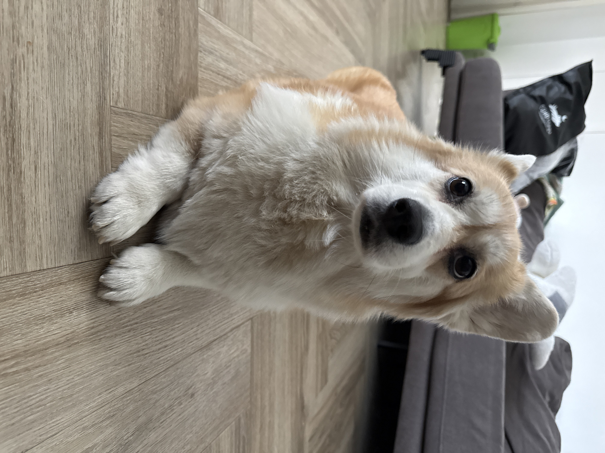 Morning pet and home moments documented in Krasnoyarsk apartment