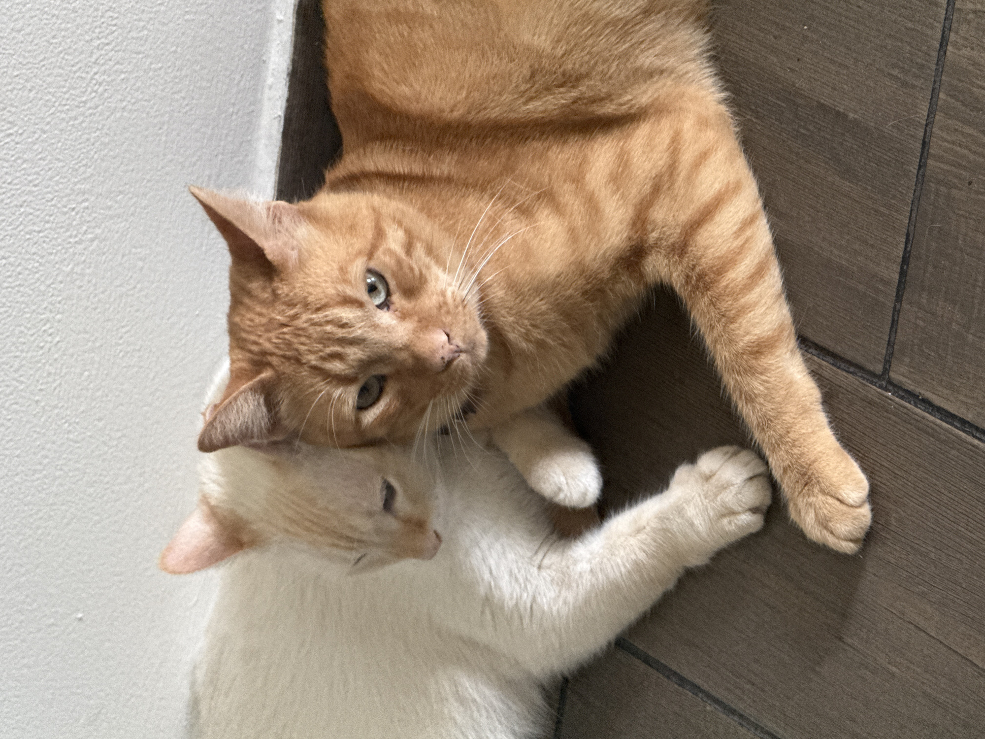 Cats rest on floor, person in buckled flats nearby