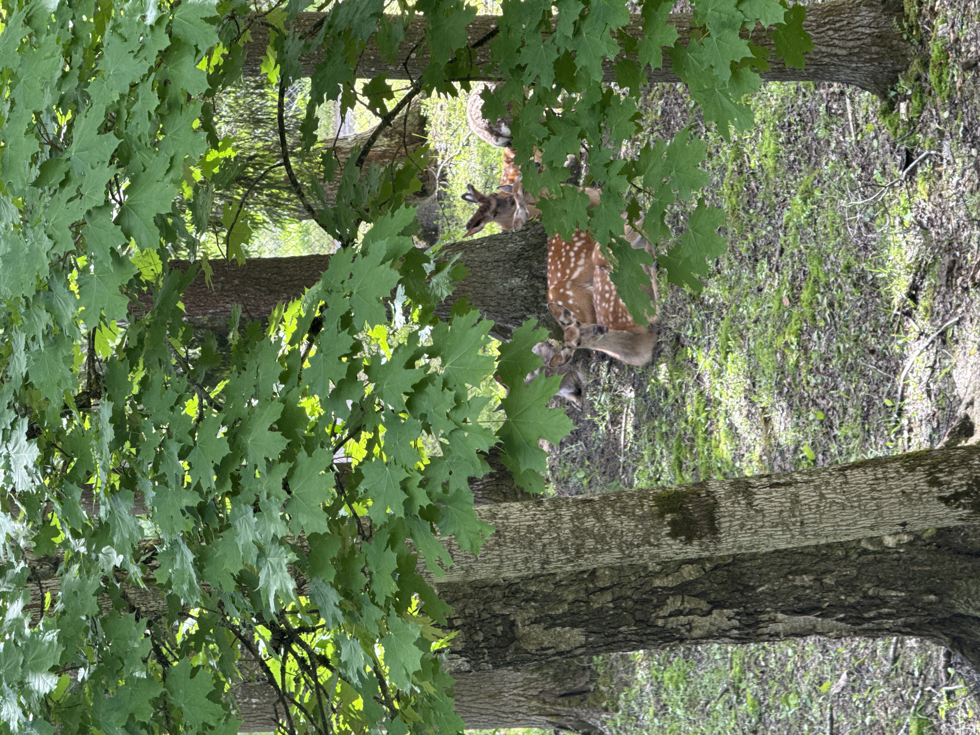 Wildlife and locals share peaceful moments in Peresvet park