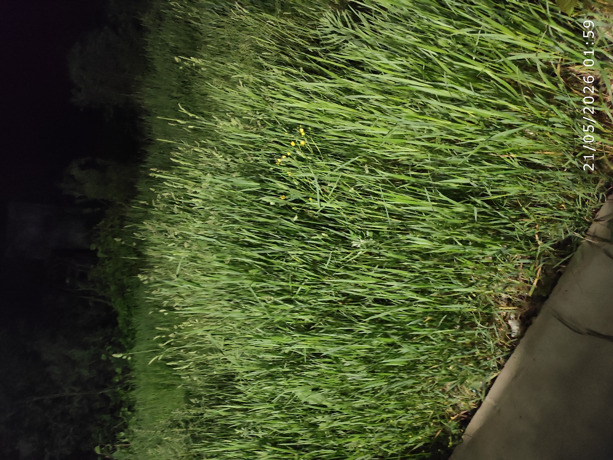 Overgrown grass observed beside sidewalk in Smolyan at night