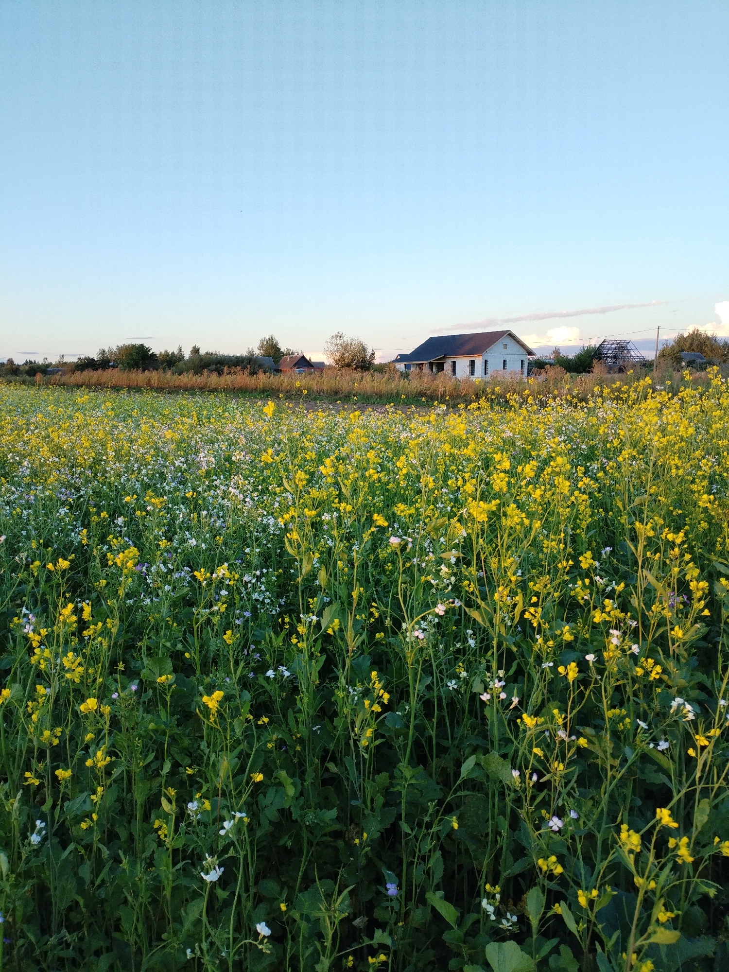 Late summer afternoon in the wildflower fields of rural Belarus