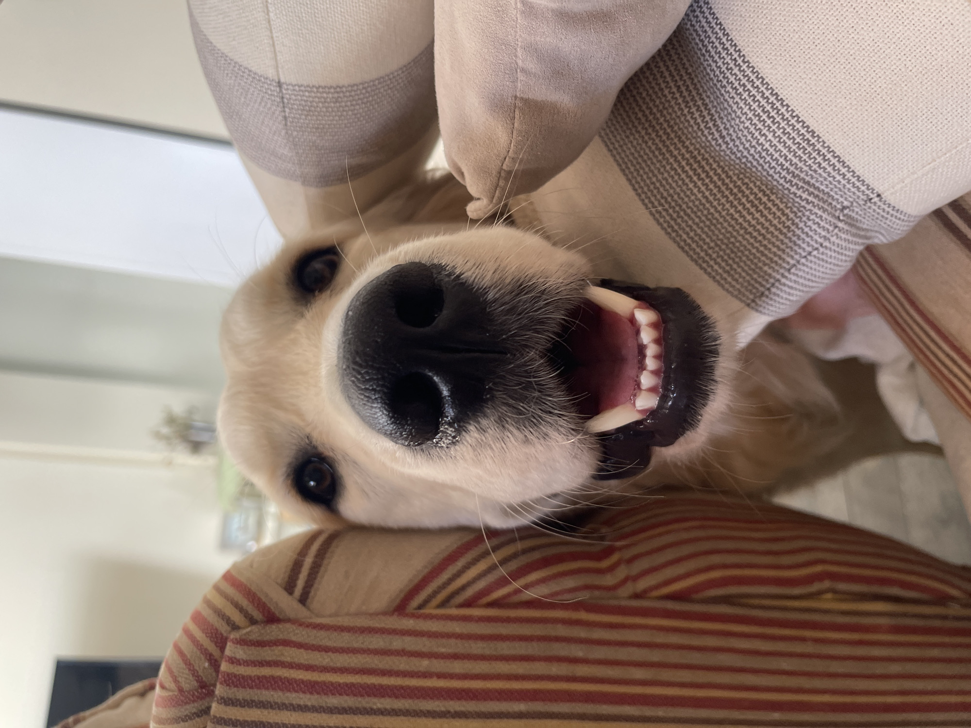 Golden retriever enjoys quiet afternoon at Paiporta home