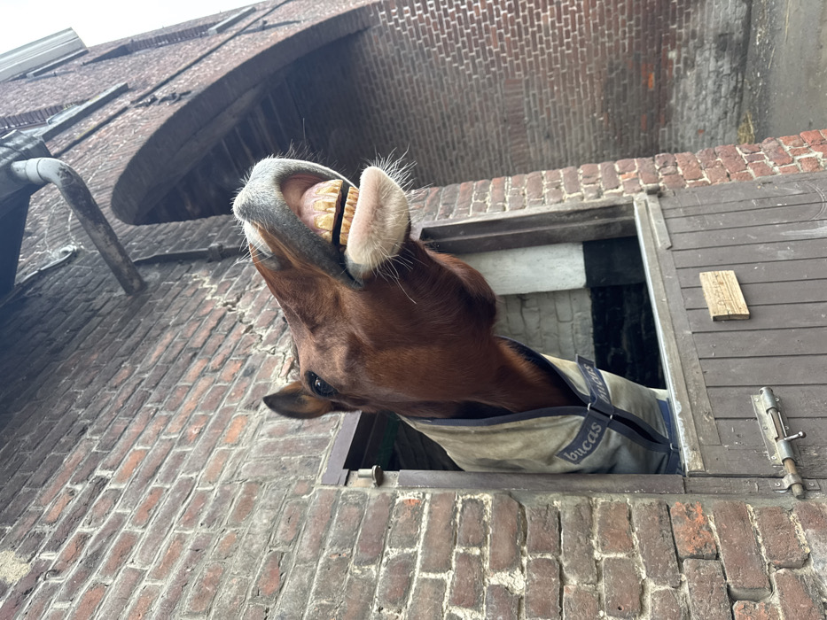 Horses observed at Belgian equestrian facility during afternoon activities