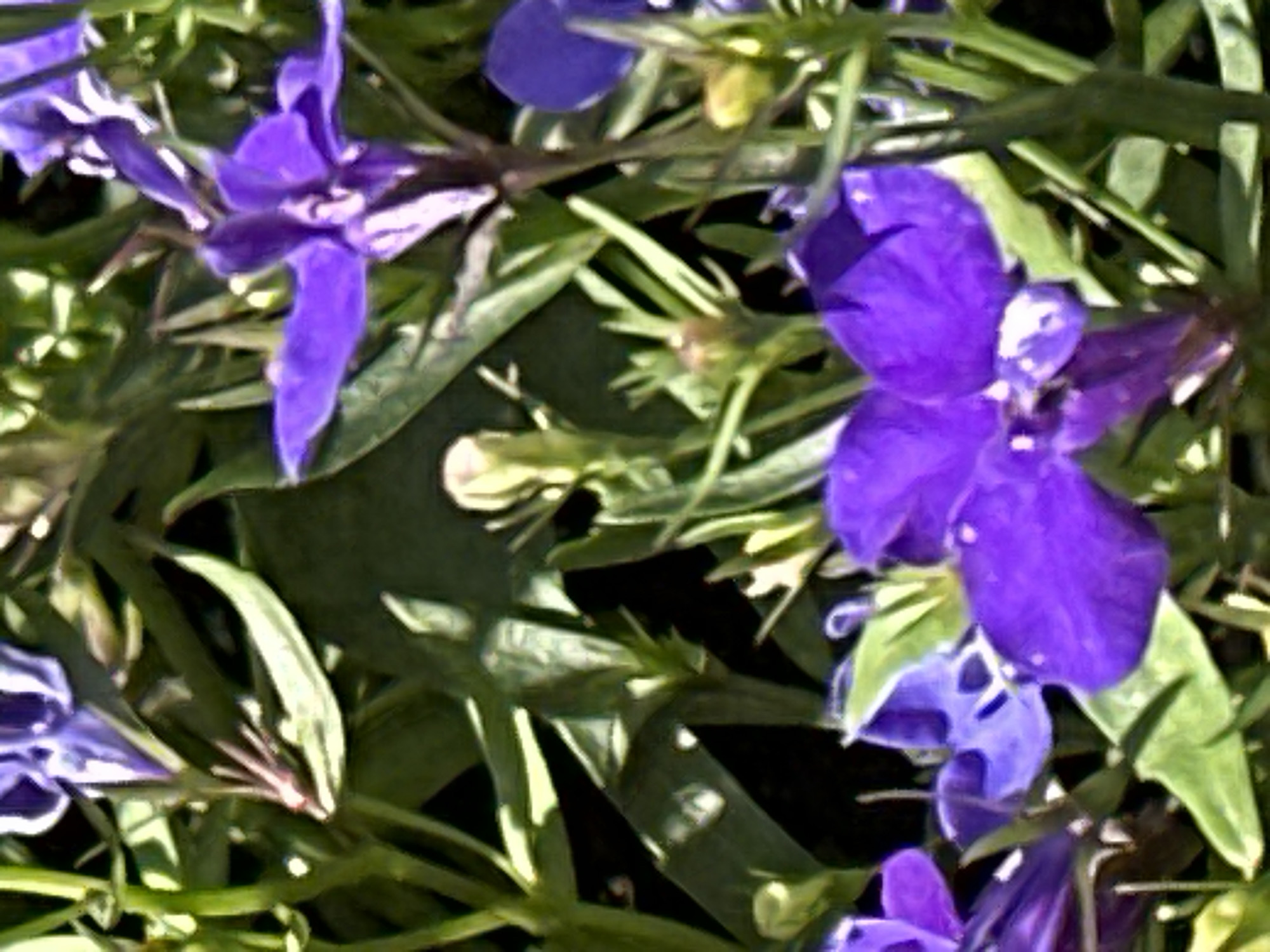 Close-up garden survey in Podolsk on a summer afternoon