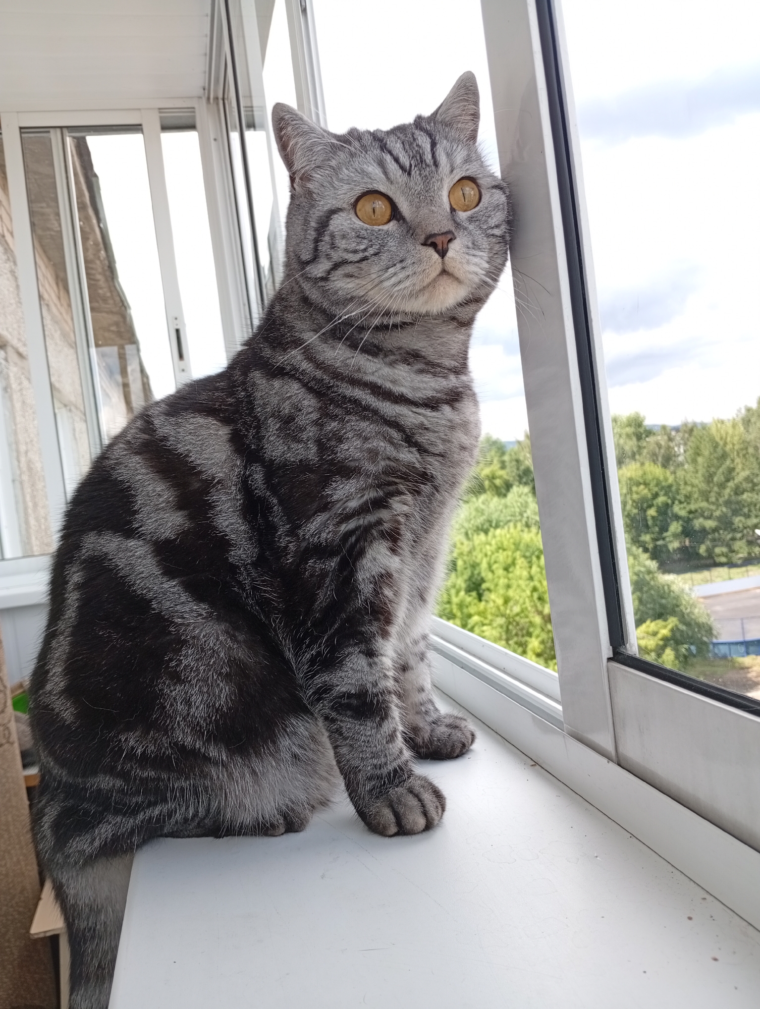 Cat on a windowsill, cloudy sky over Kyshtym
