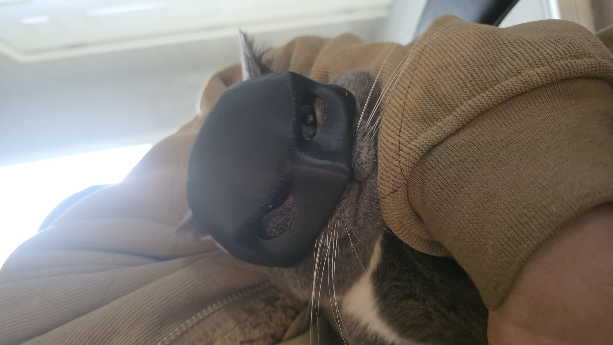 Batman cat and late-night steaks in Fife