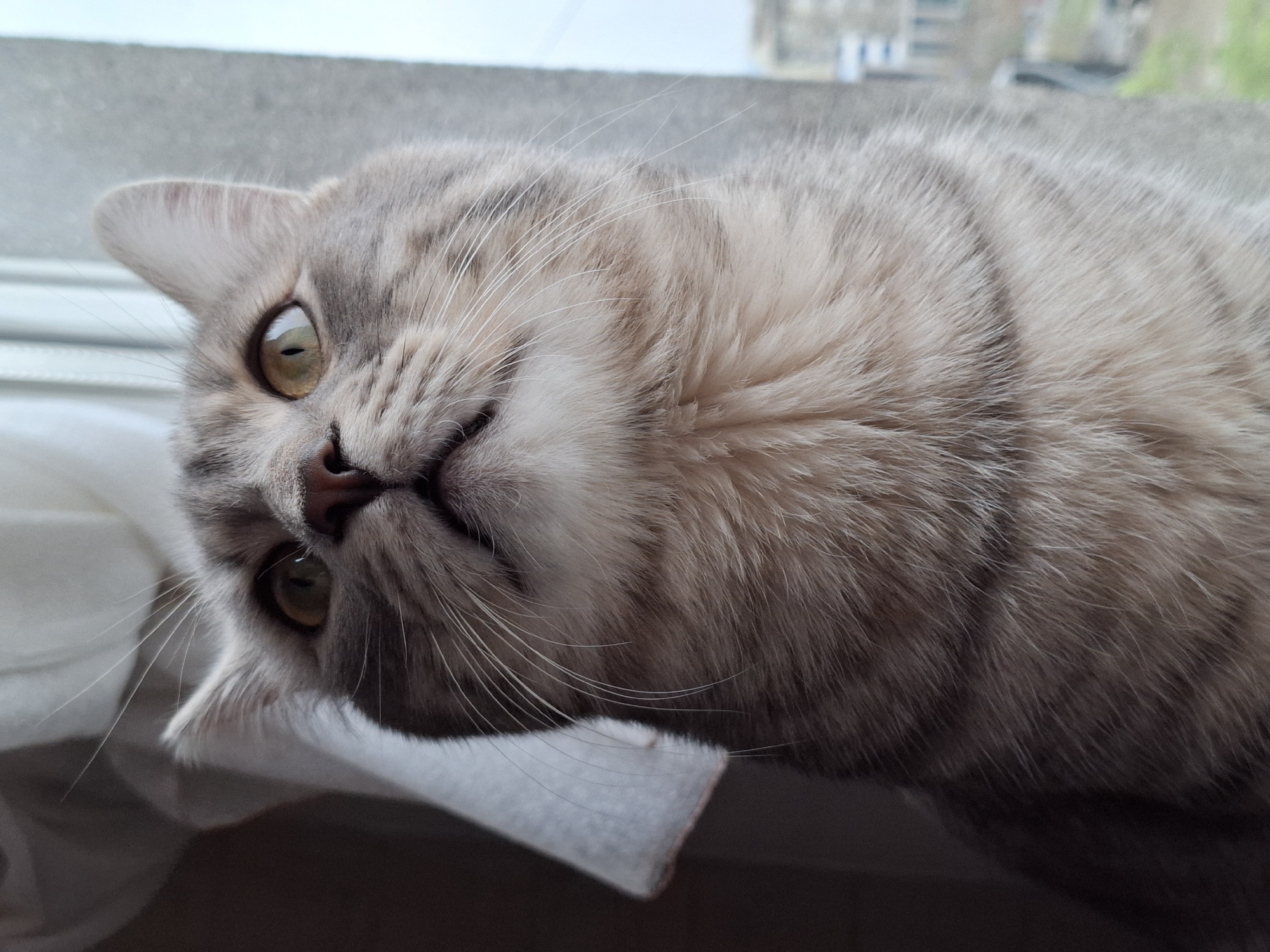 Cat spends morning on windowsill in Novi Sad