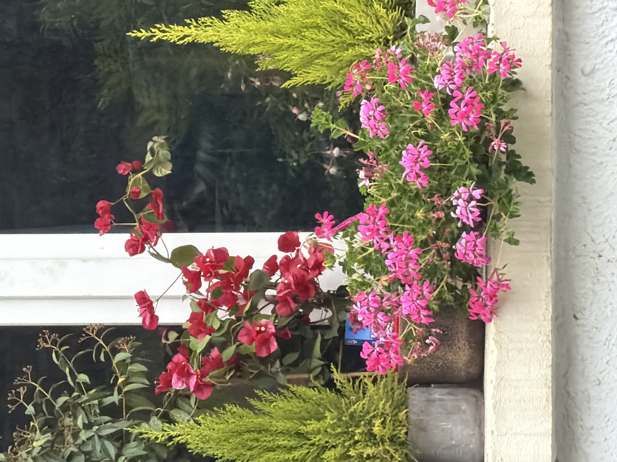 Colorful window box garden spotted in Sofia, Bulgaria