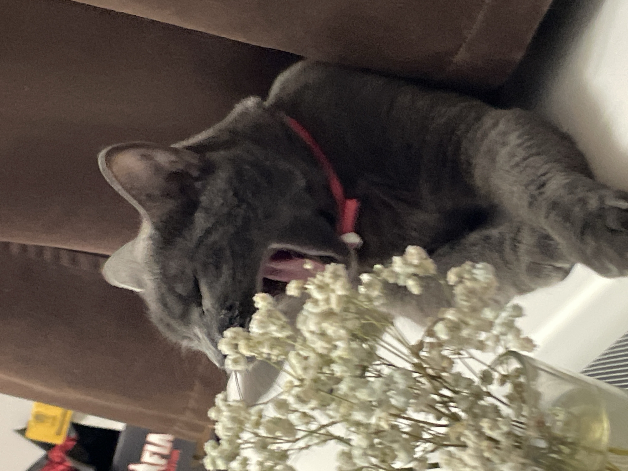 Gray cat with red collar, multiple moods, Sochi evening