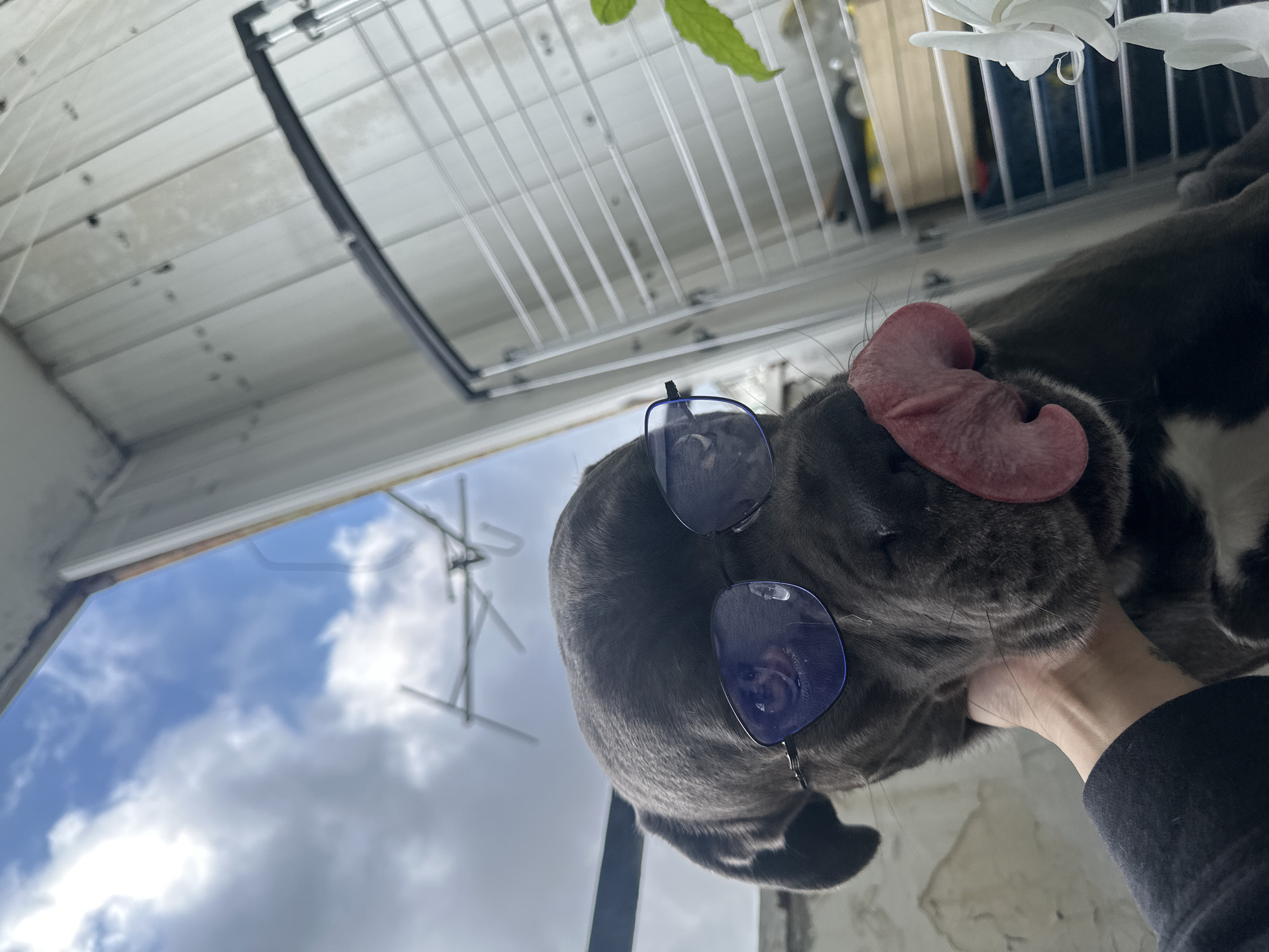 Dog in Blue Sunglasses Photographed on Varna Balcony