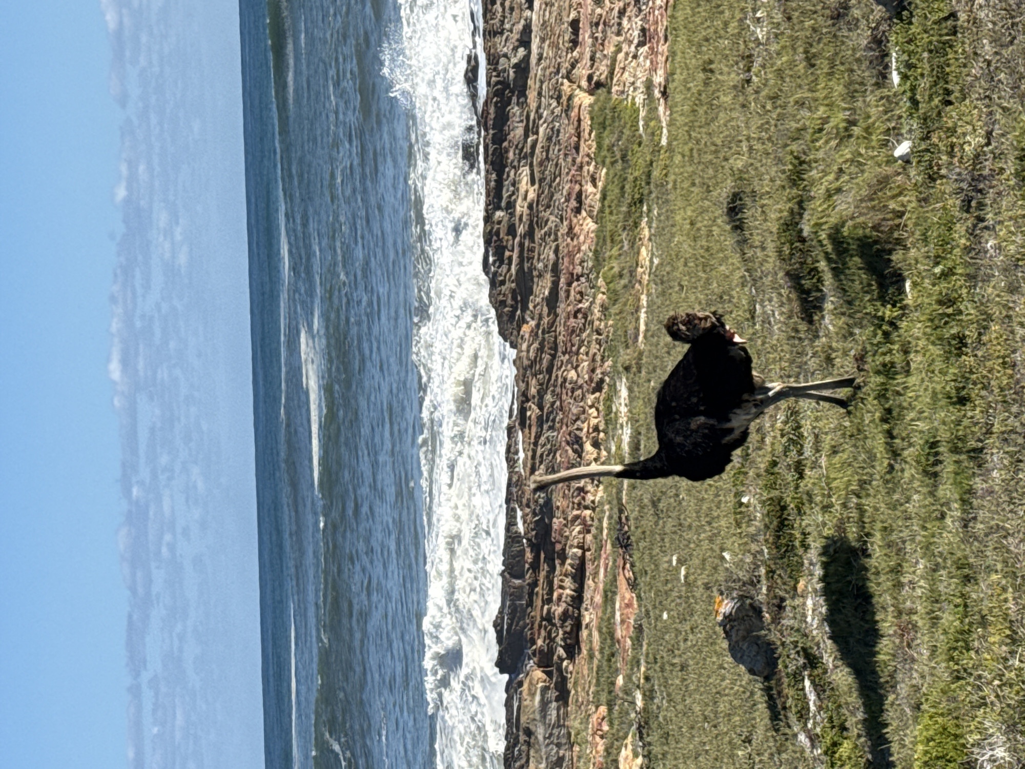 Ostrich spotted on Cape Town coastline during sunny afternoon