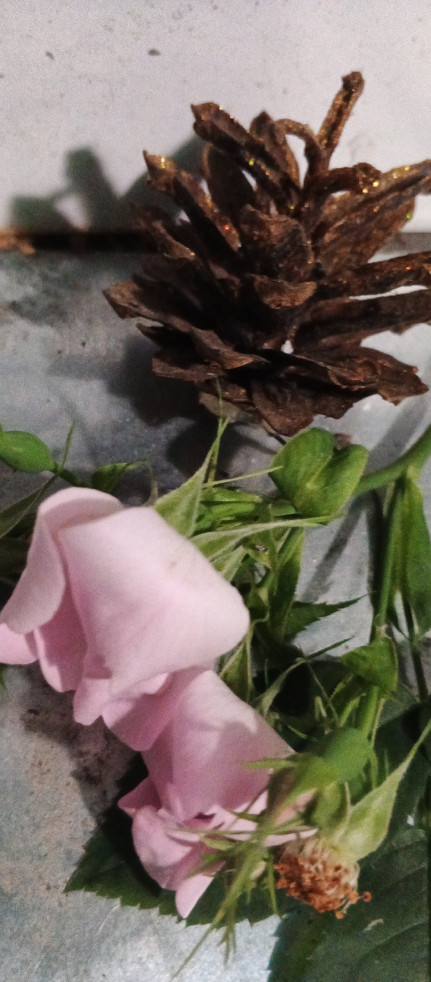 Evening garden documentation in Smila, Ukraine captures quiet moments