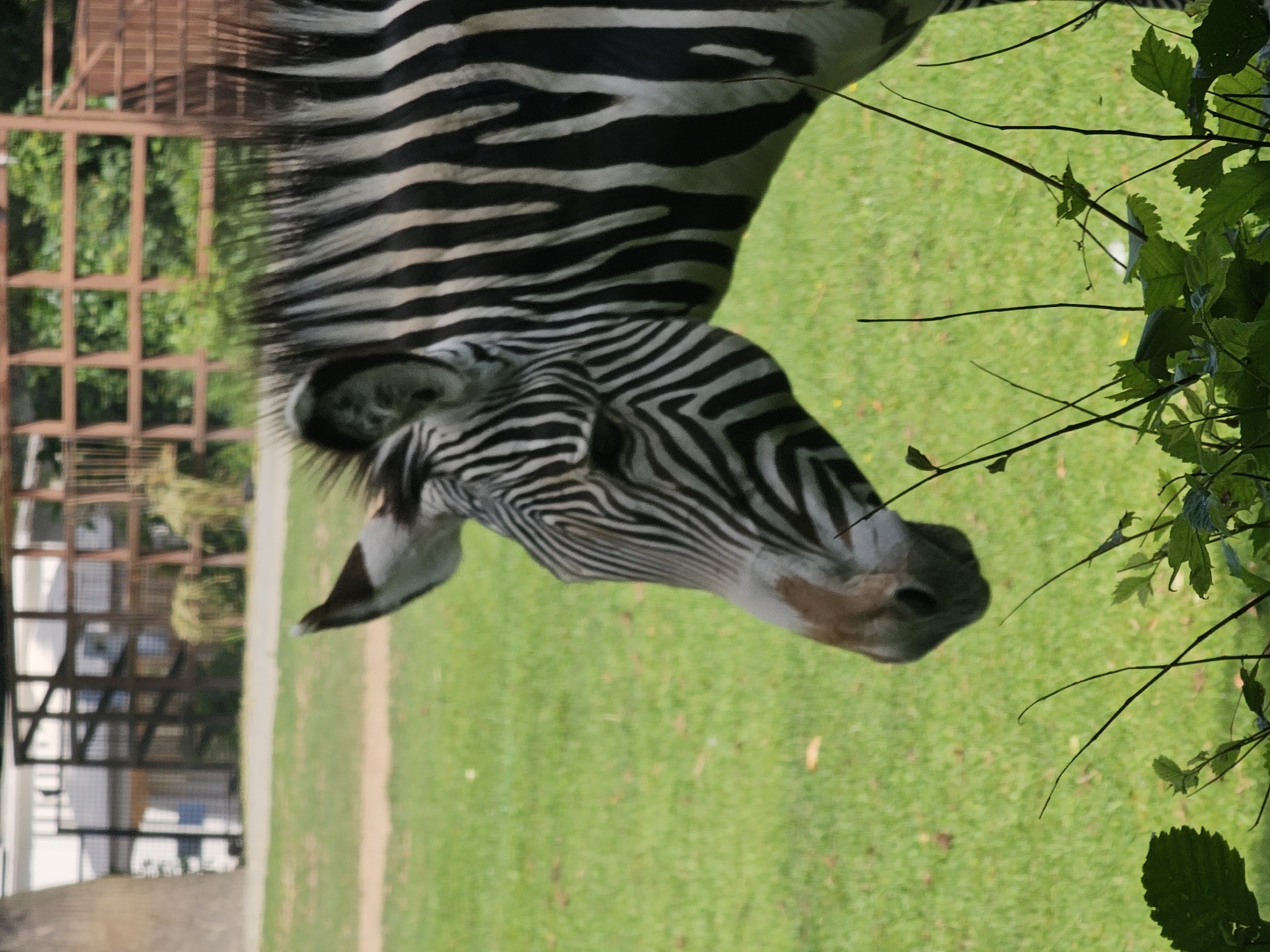 Zebras and giraffes going about their day at Moscow Zoo