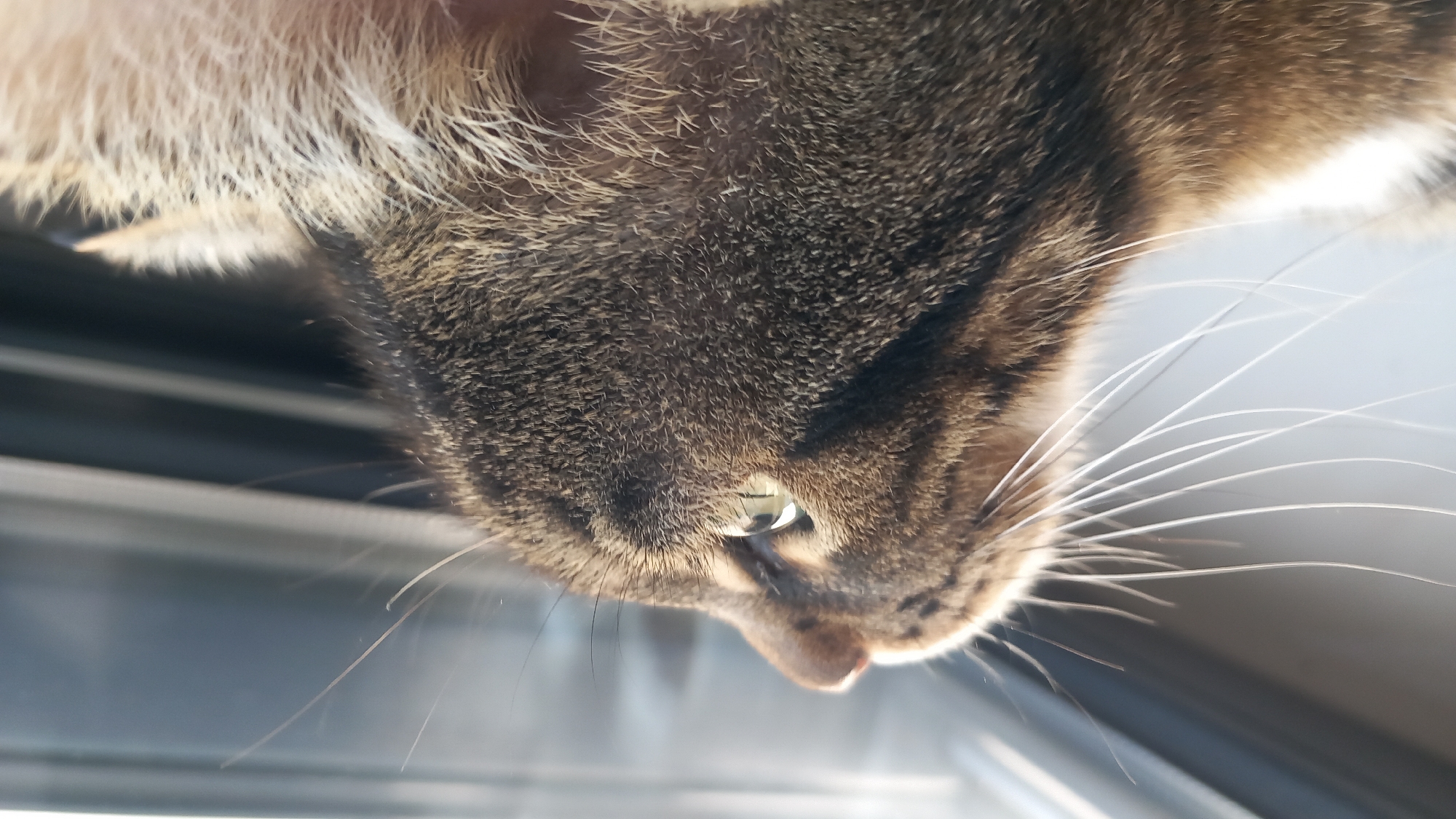 Tabby cat eats, drinks, and watches the window in Greece