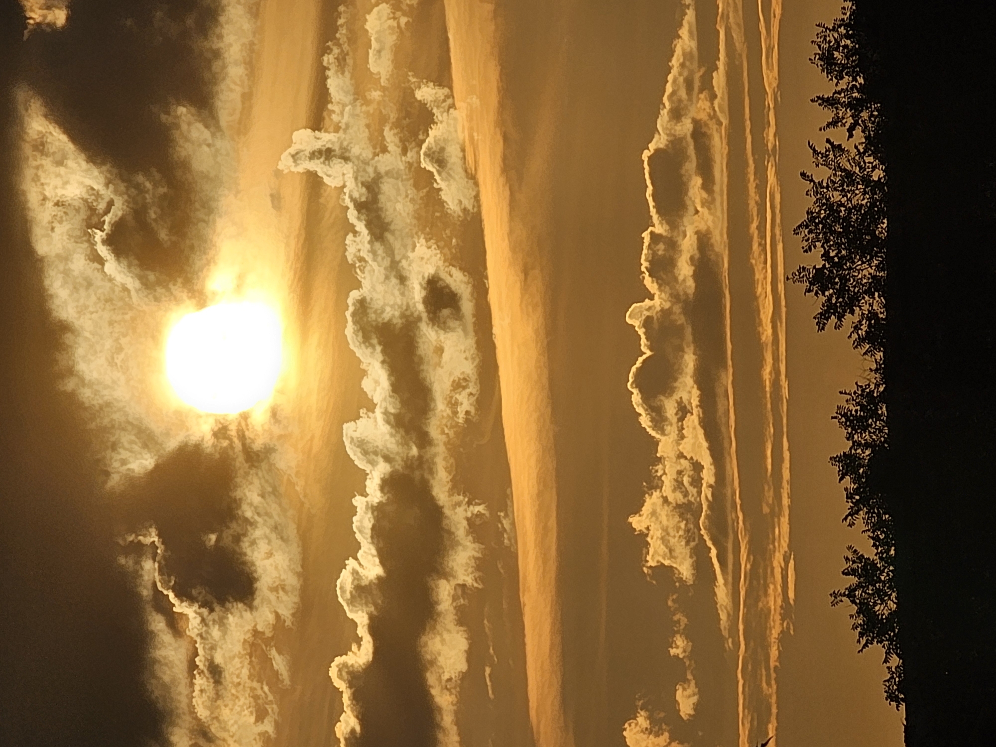 Golden sunset behind silhouetted trees in Khimki, Russia