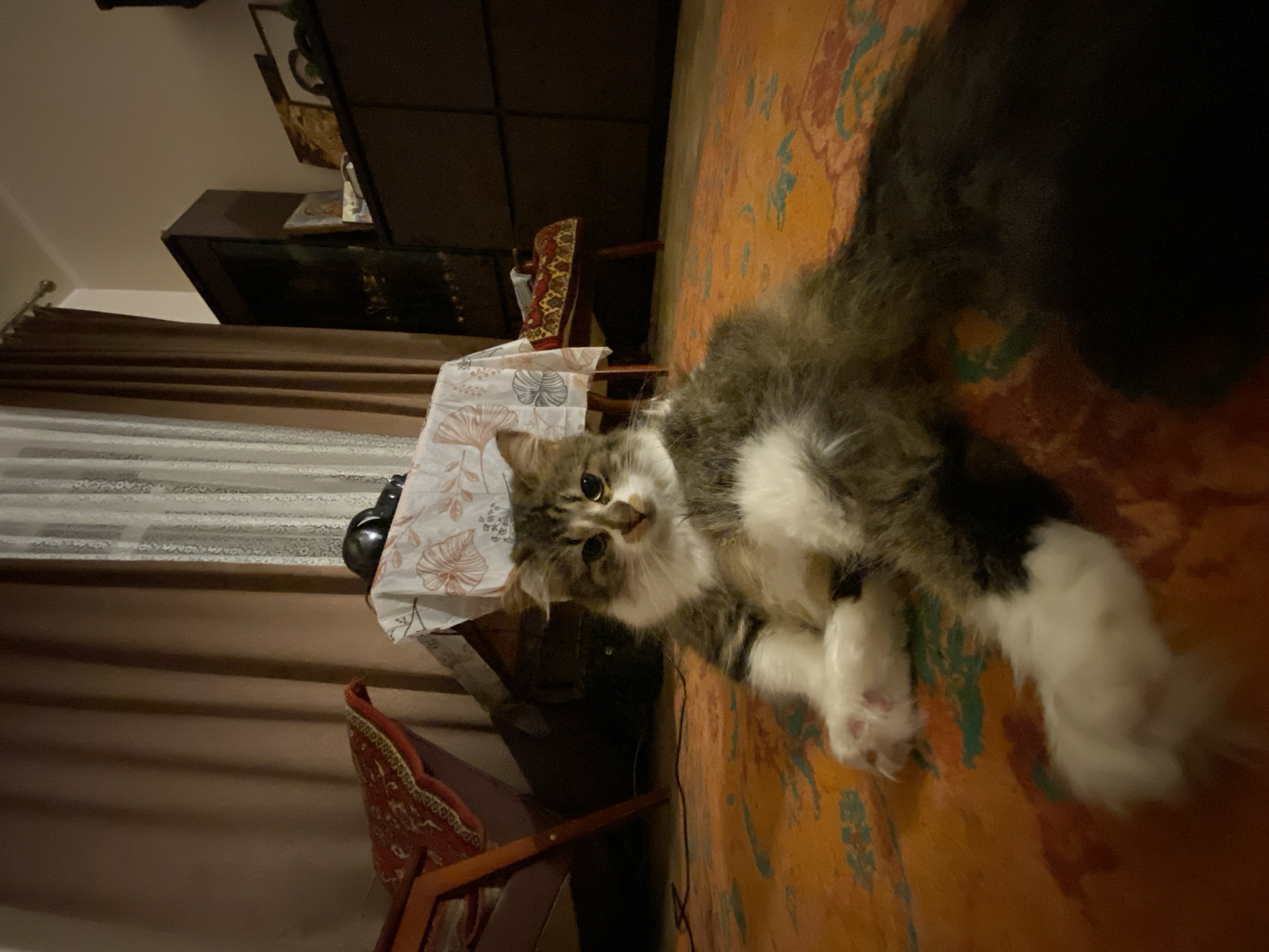 Tabby cat lounges and plays on a patterned orange rug