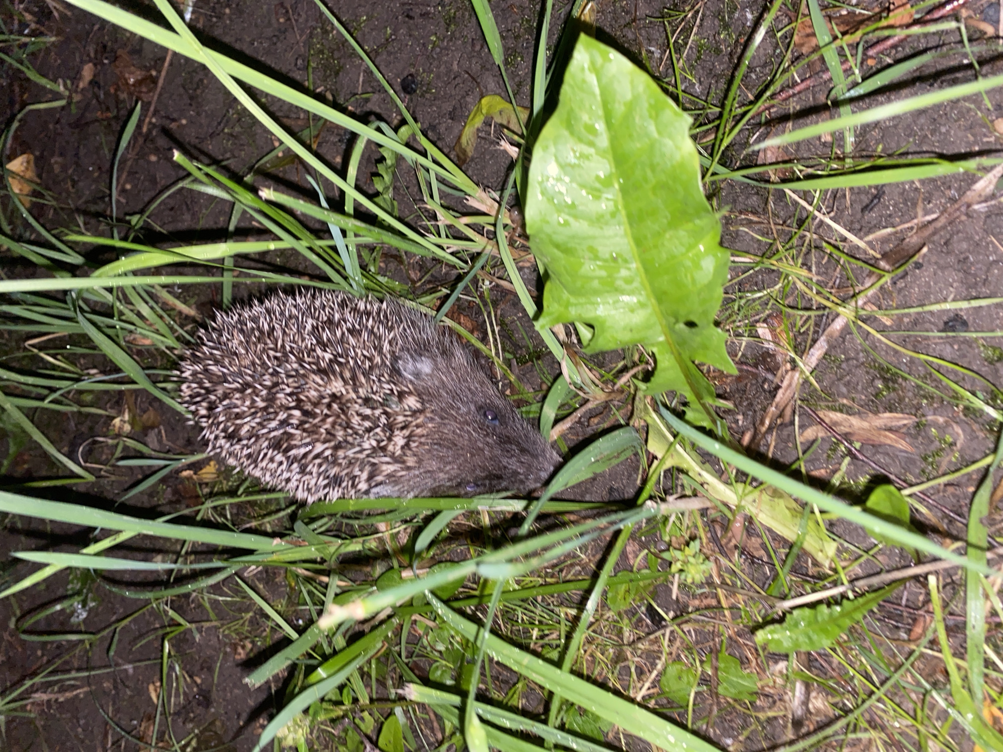 Hedgehog spotted in wet grass in Pushkin, Russia