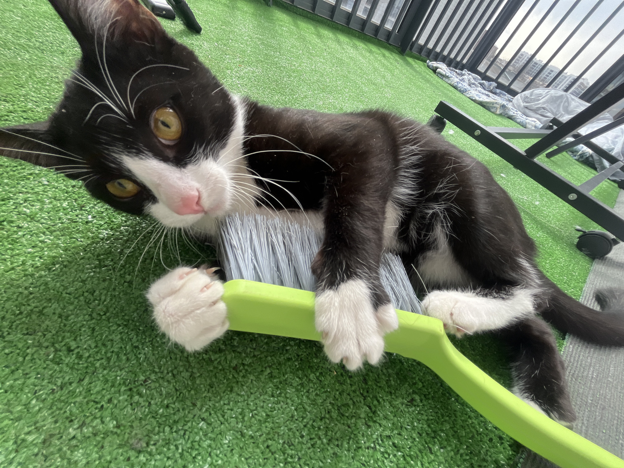 Playful kitten and casual selfies captured in Saint Petersburg