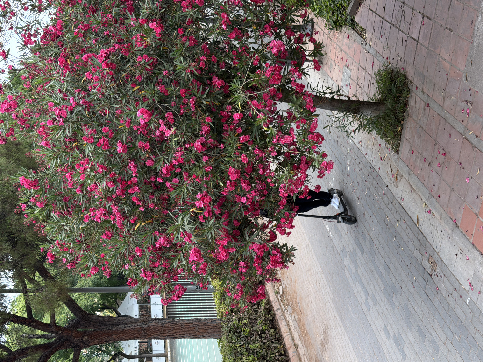Active morning on a tree-lined path with cyclists, joggers, and a tourist bus