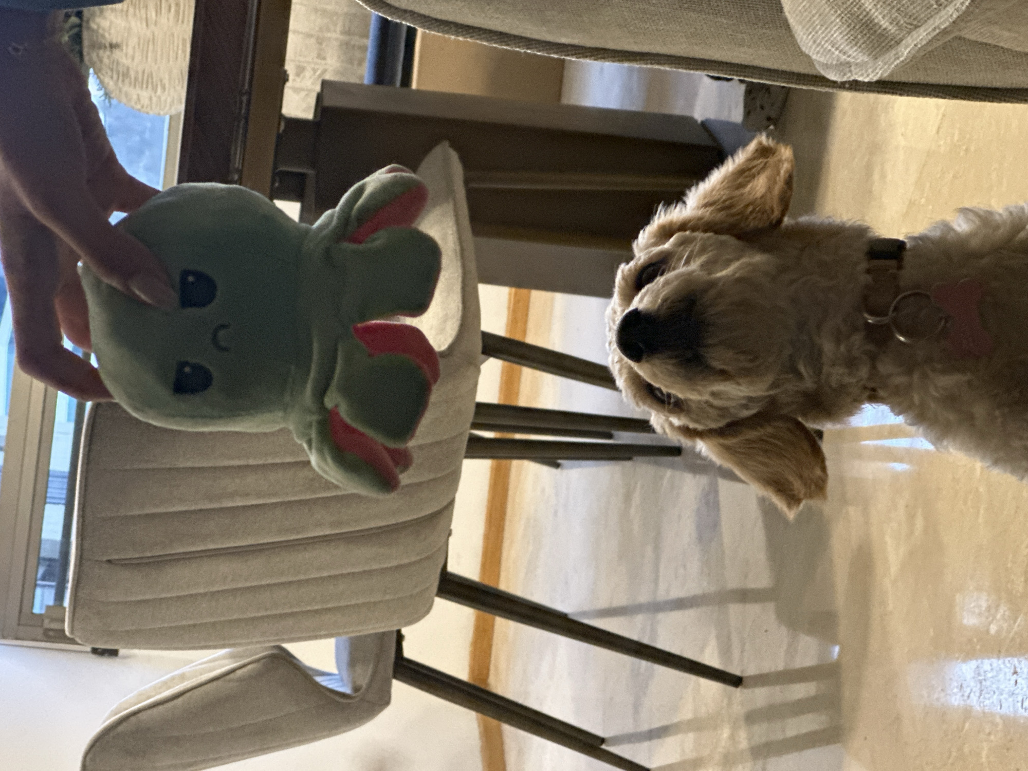 Poodle and owner play with stuffed octopus toy