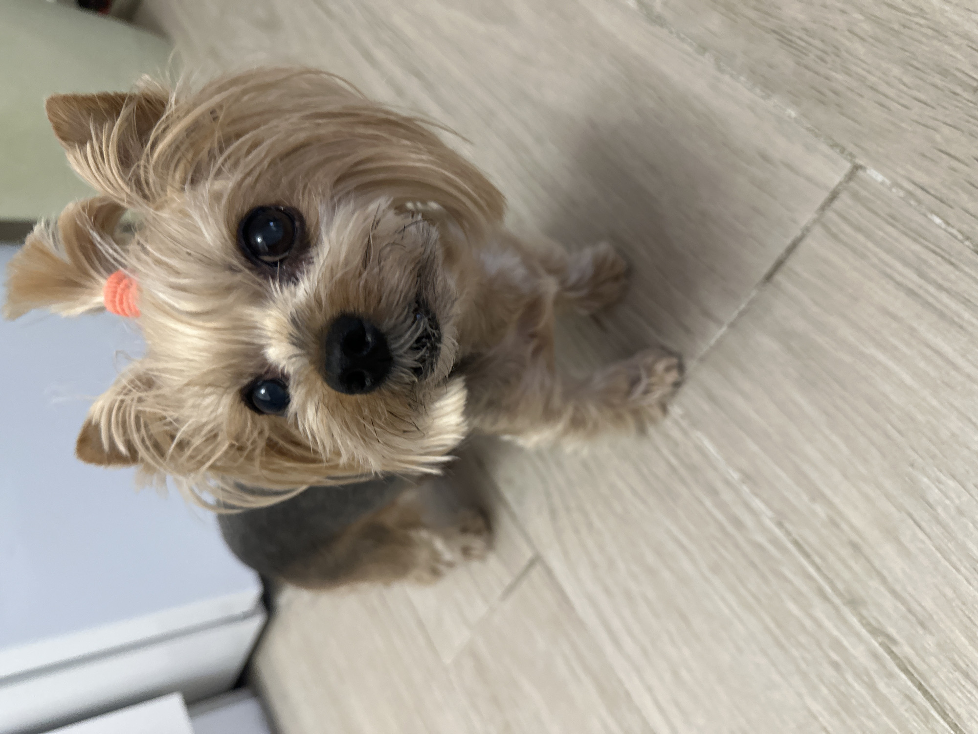 Yorkshire Terrier photographed on wood floor in Sofia