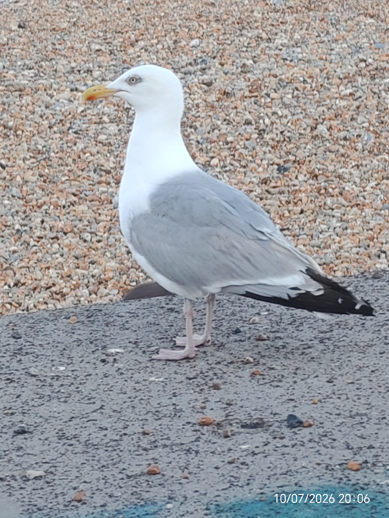 Seagull and a Stagecoach bus on a summer afternoon in Eastbourne