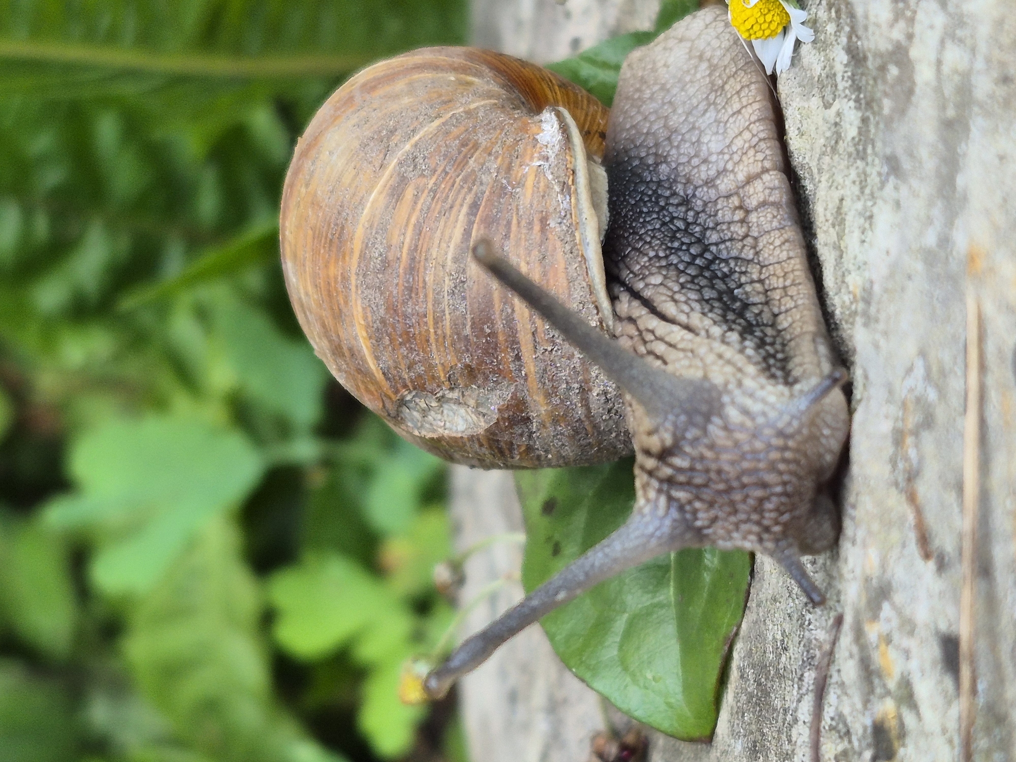 Close-up garden snail photography across rocks, grass, and pavement