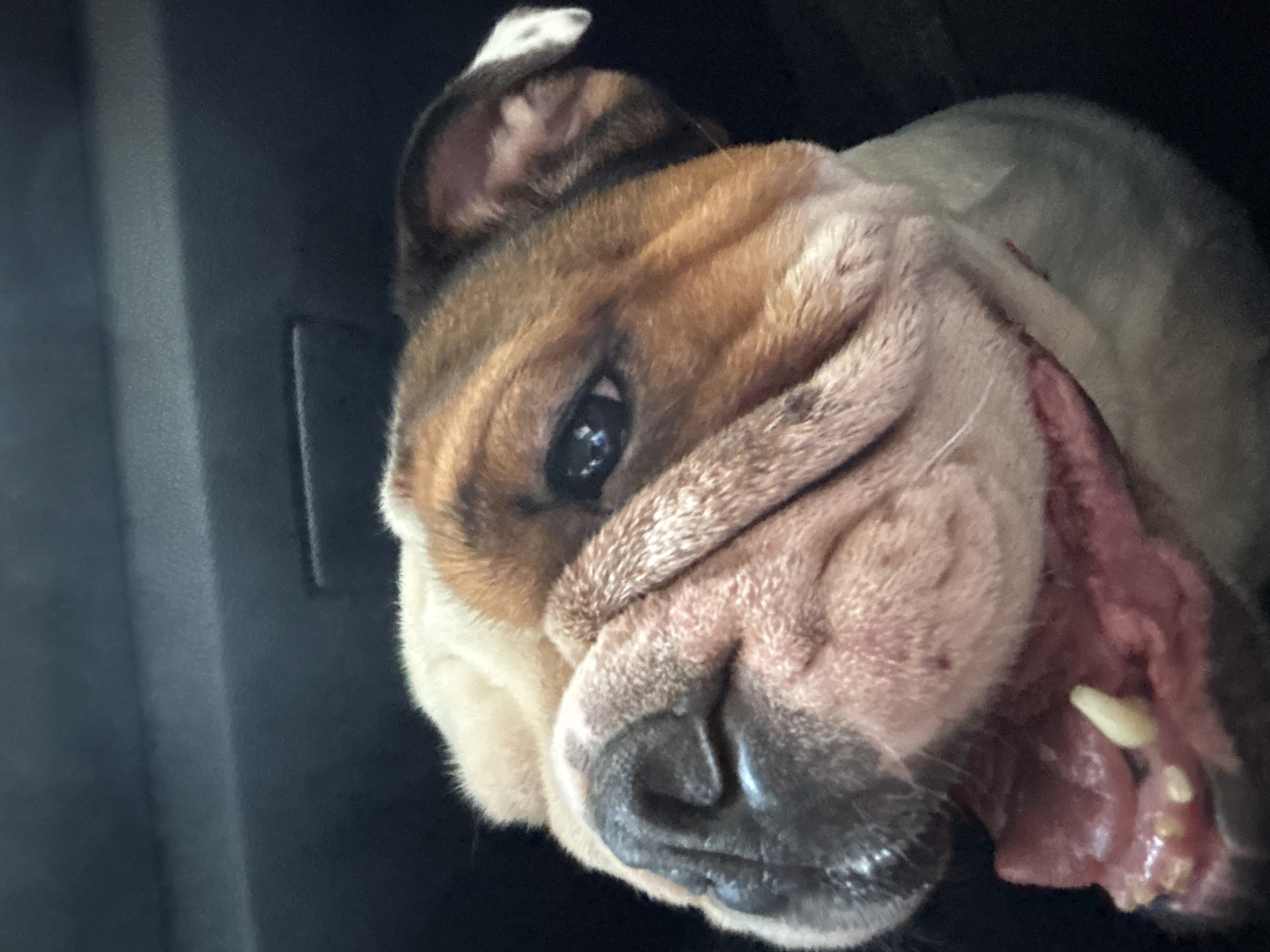 Bulldog chills in car during Mexico City stop