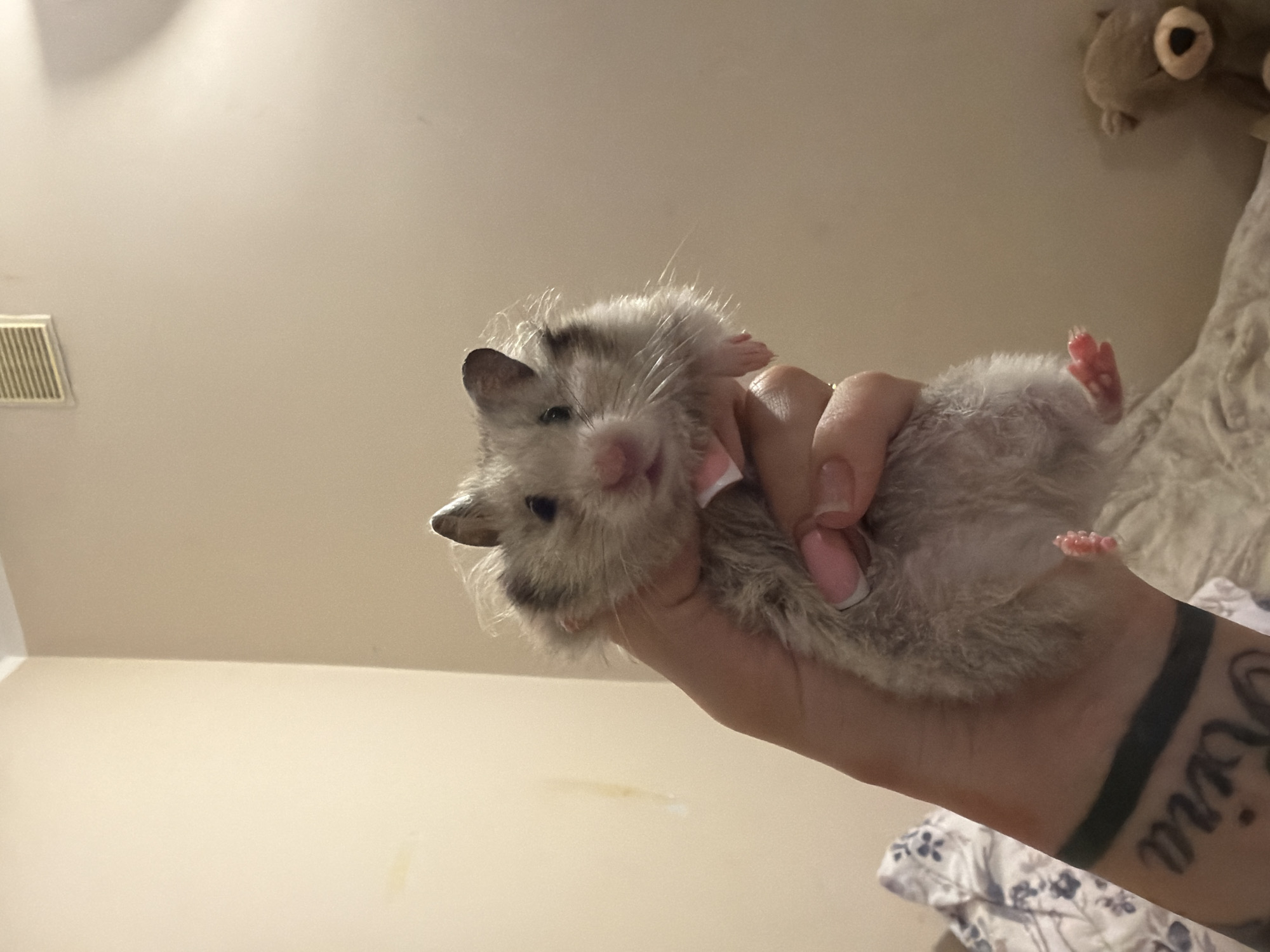 Pet hamster photoshoot documented in Tallinn residence