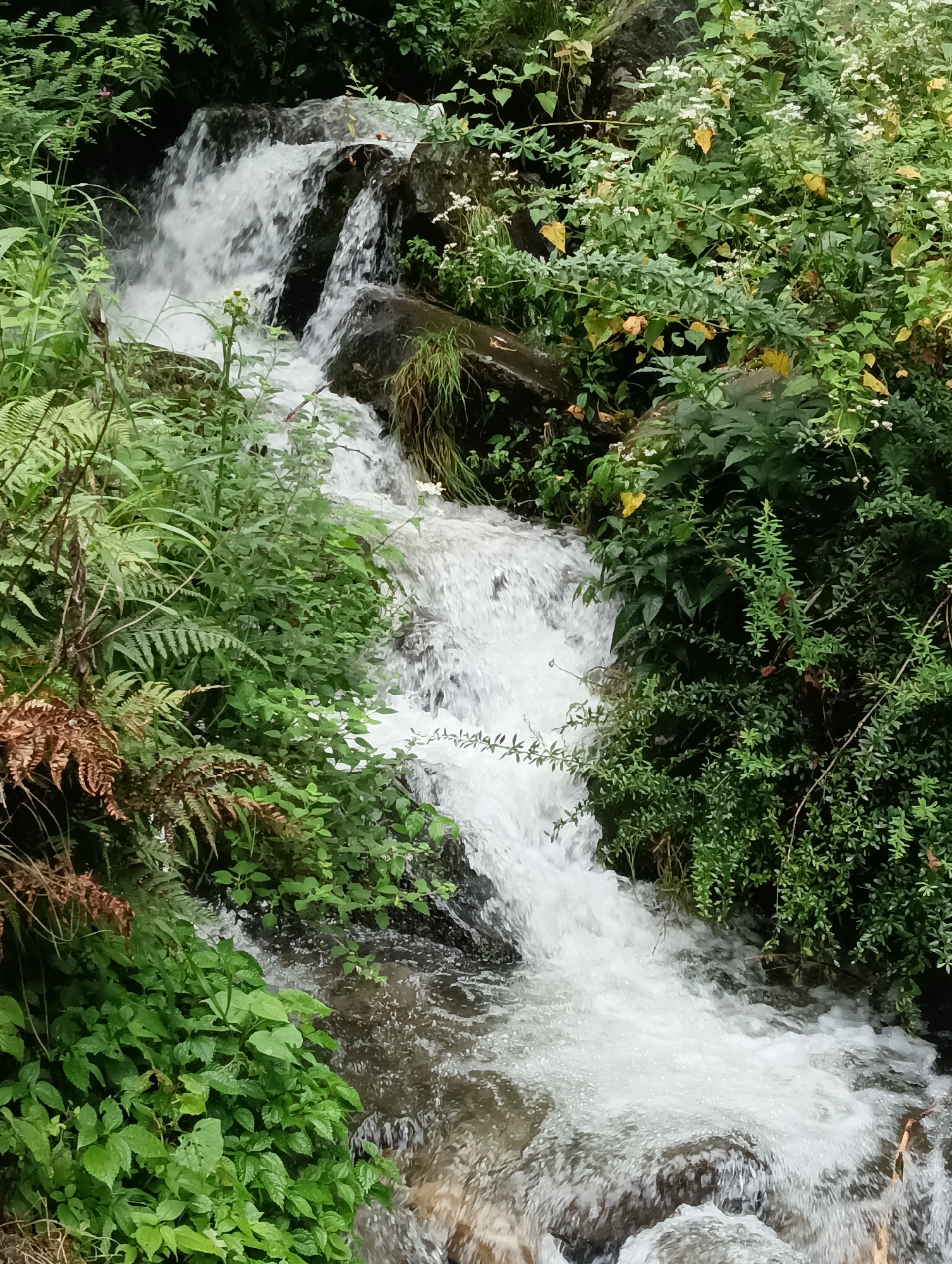 Waterfall and forest scenery around a Vashisht guesthouse