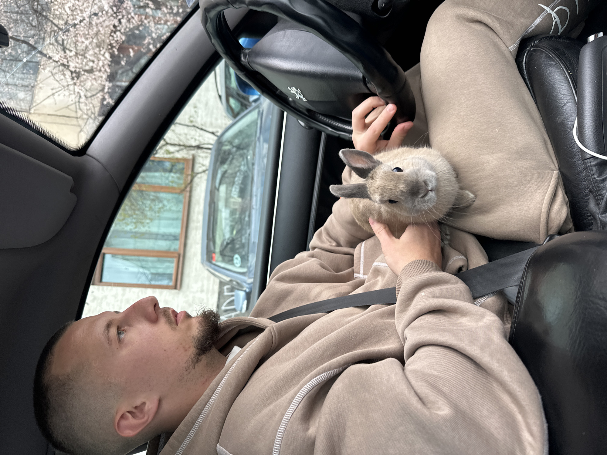 Couple travels with pet rabbit in car