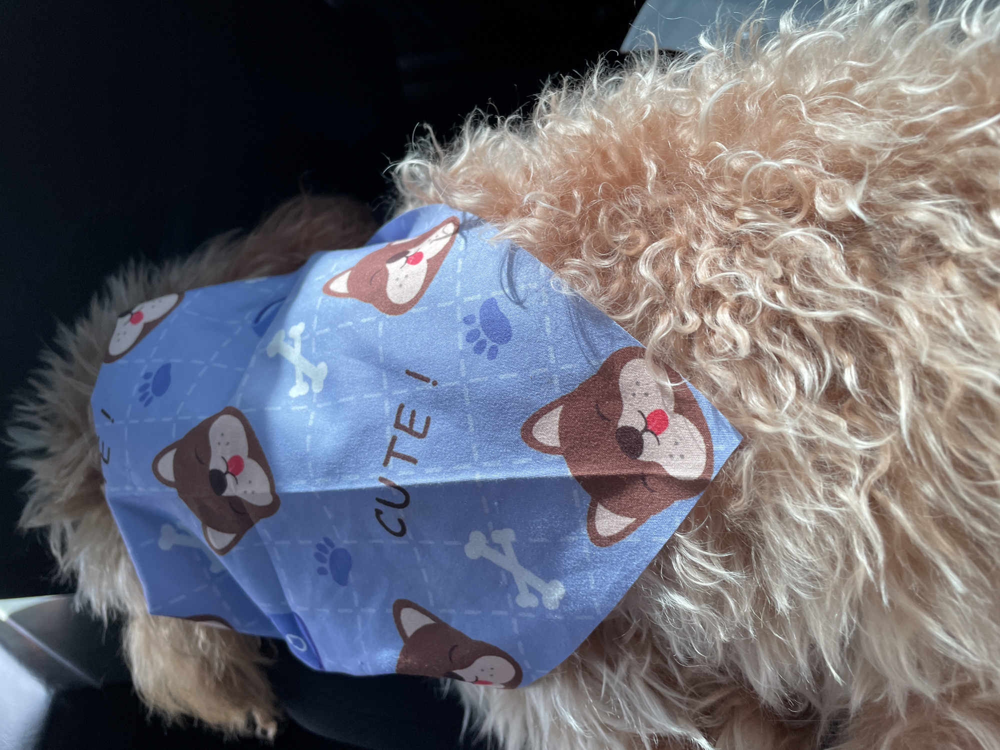 Dog in decorative bandana photographed in Artimet, Armenia