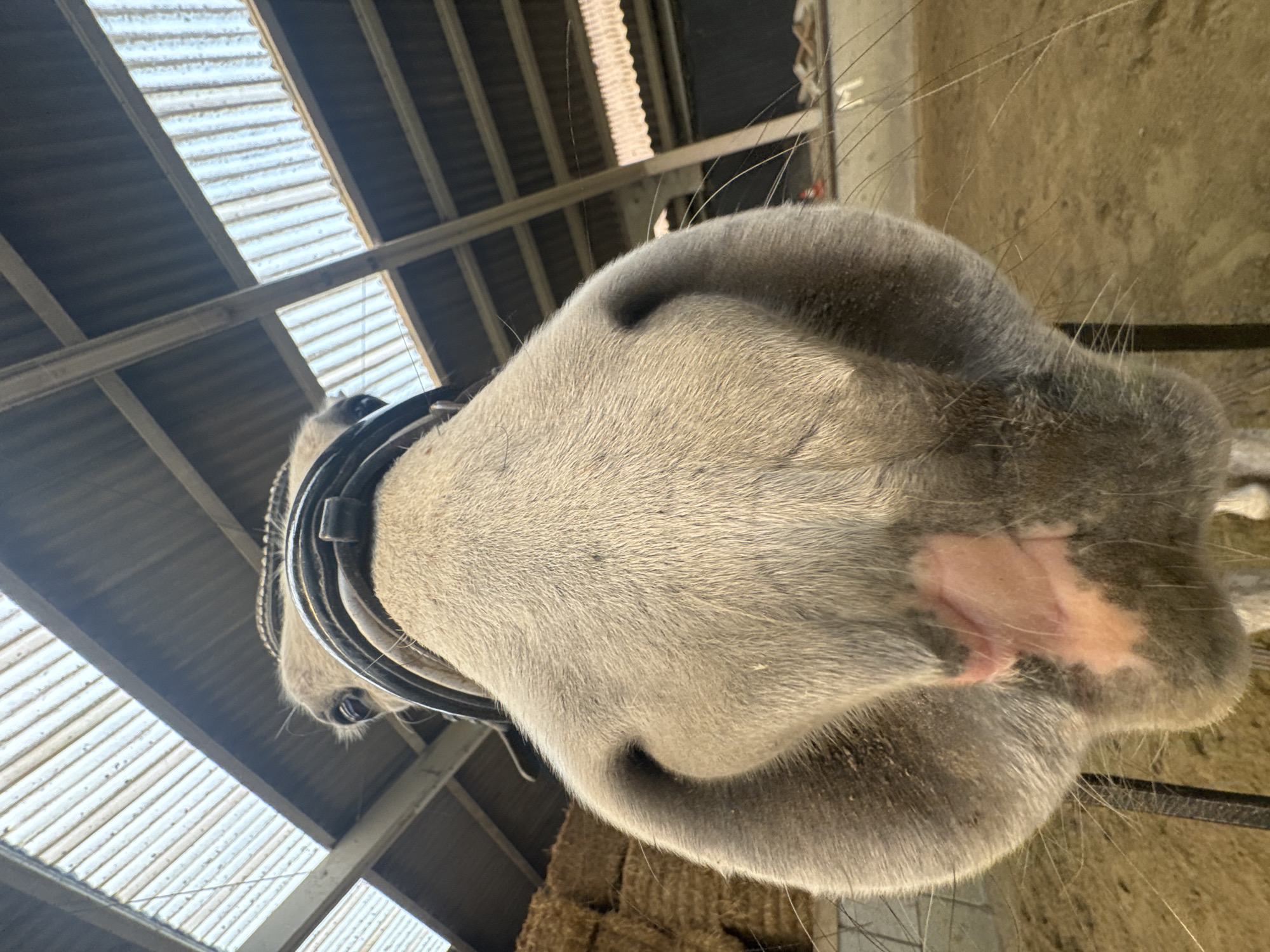 Horse documented at Belgian equestrian facility in Estaimpuis