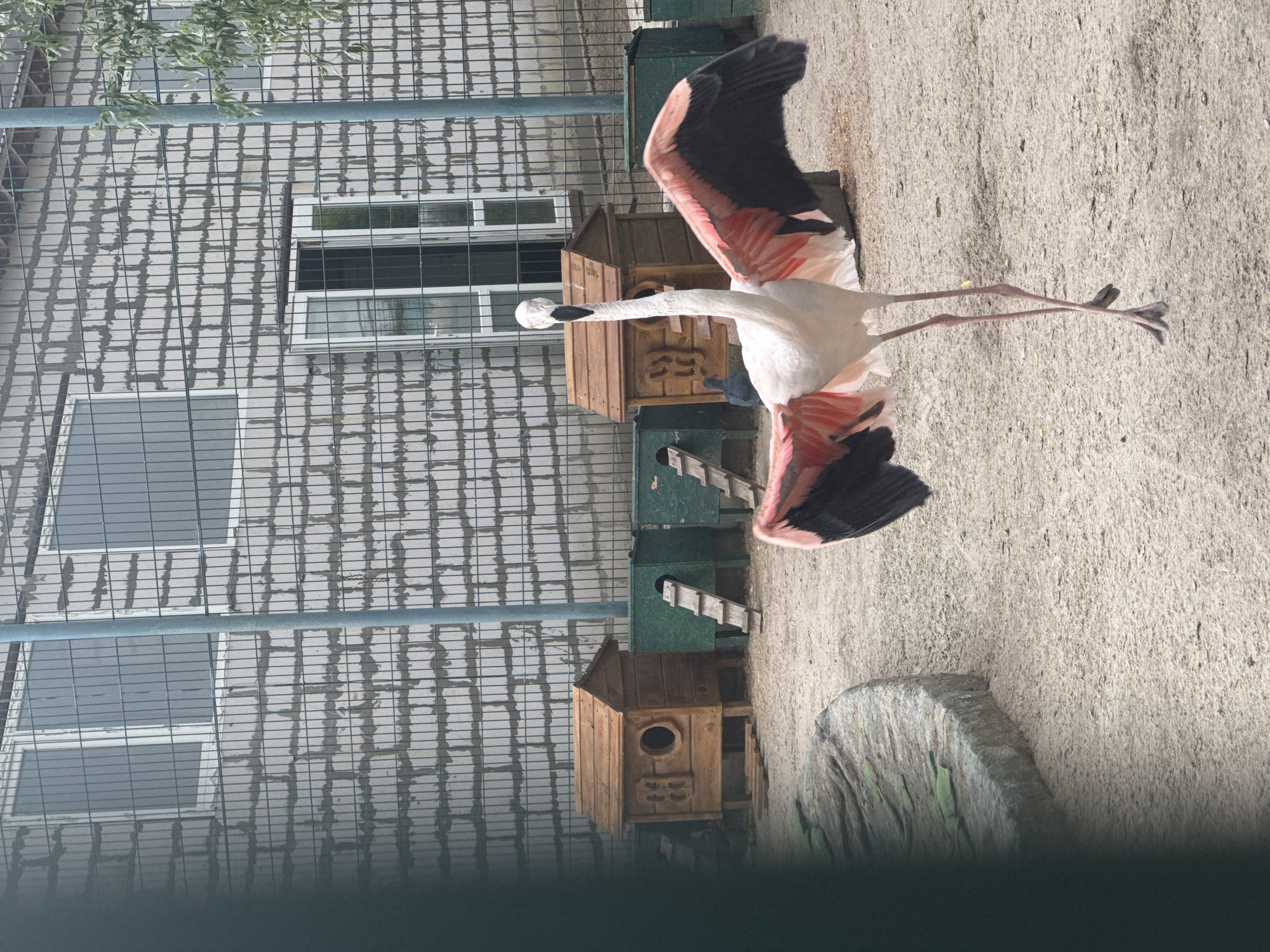 Zoo visit and home activities documented over morning hours