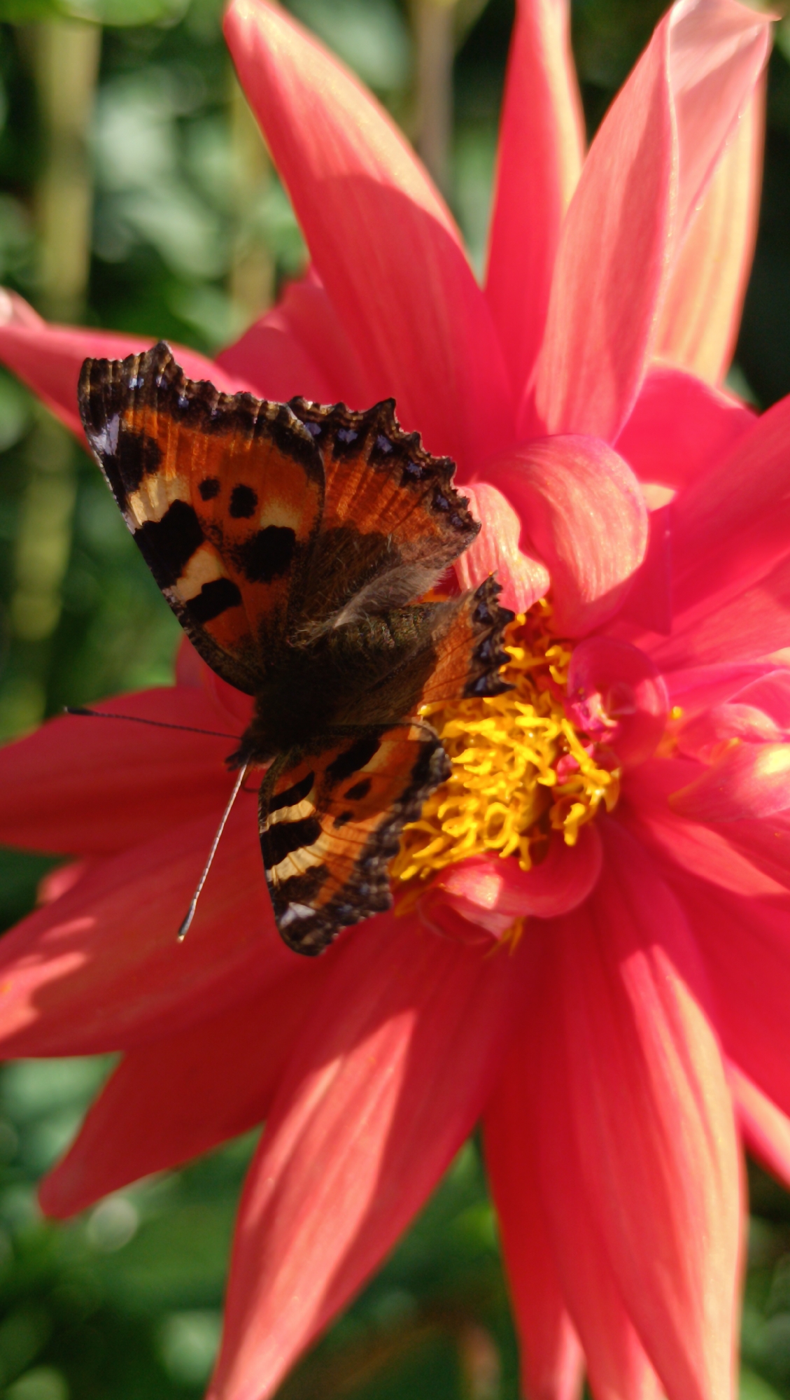 Backyard nature scenes: flowers, birds, and an unfinished building