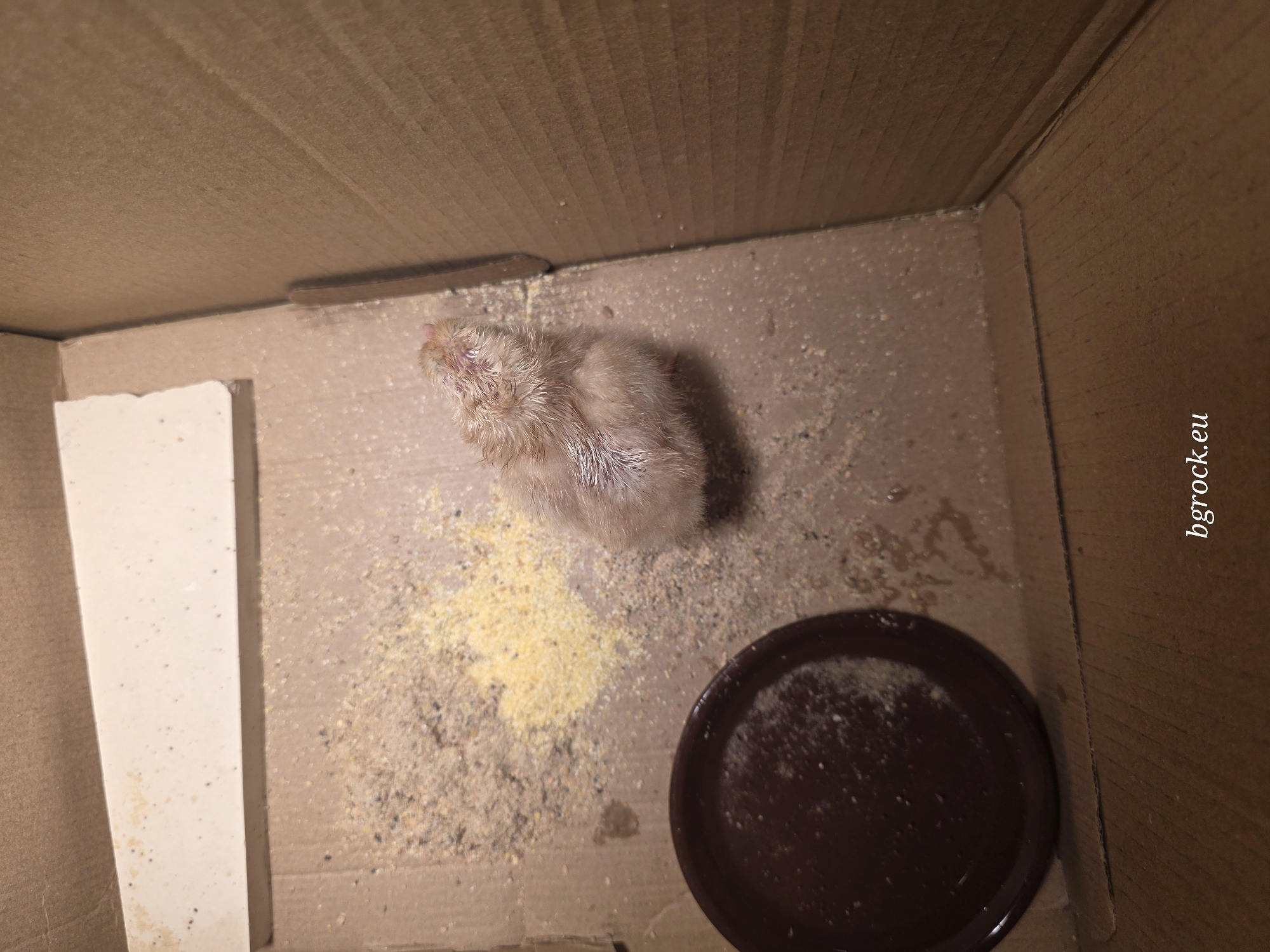 Small animals documented in care setup in Bulgarian village