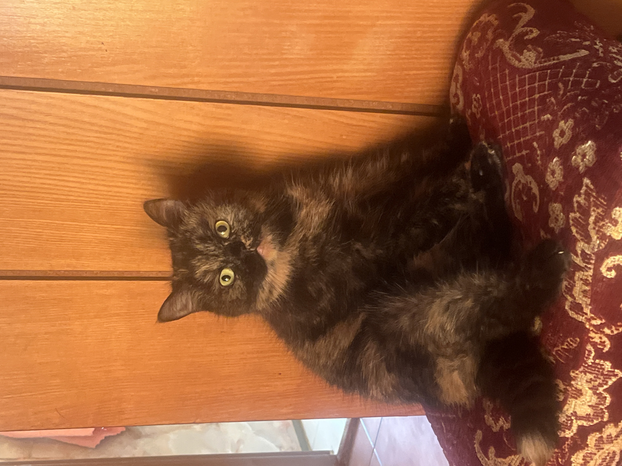 Tortoiseshell cat on a cushion, Białystok interior