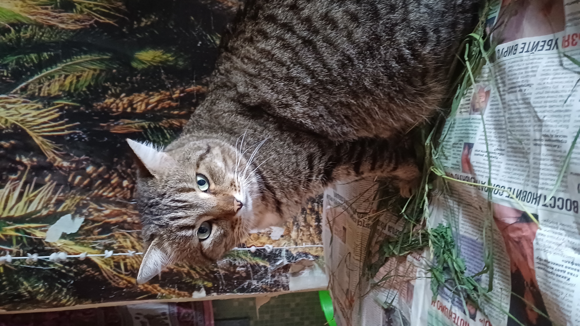 Tabby cat spends a lazy afternoon in an Izhevsk bedroom