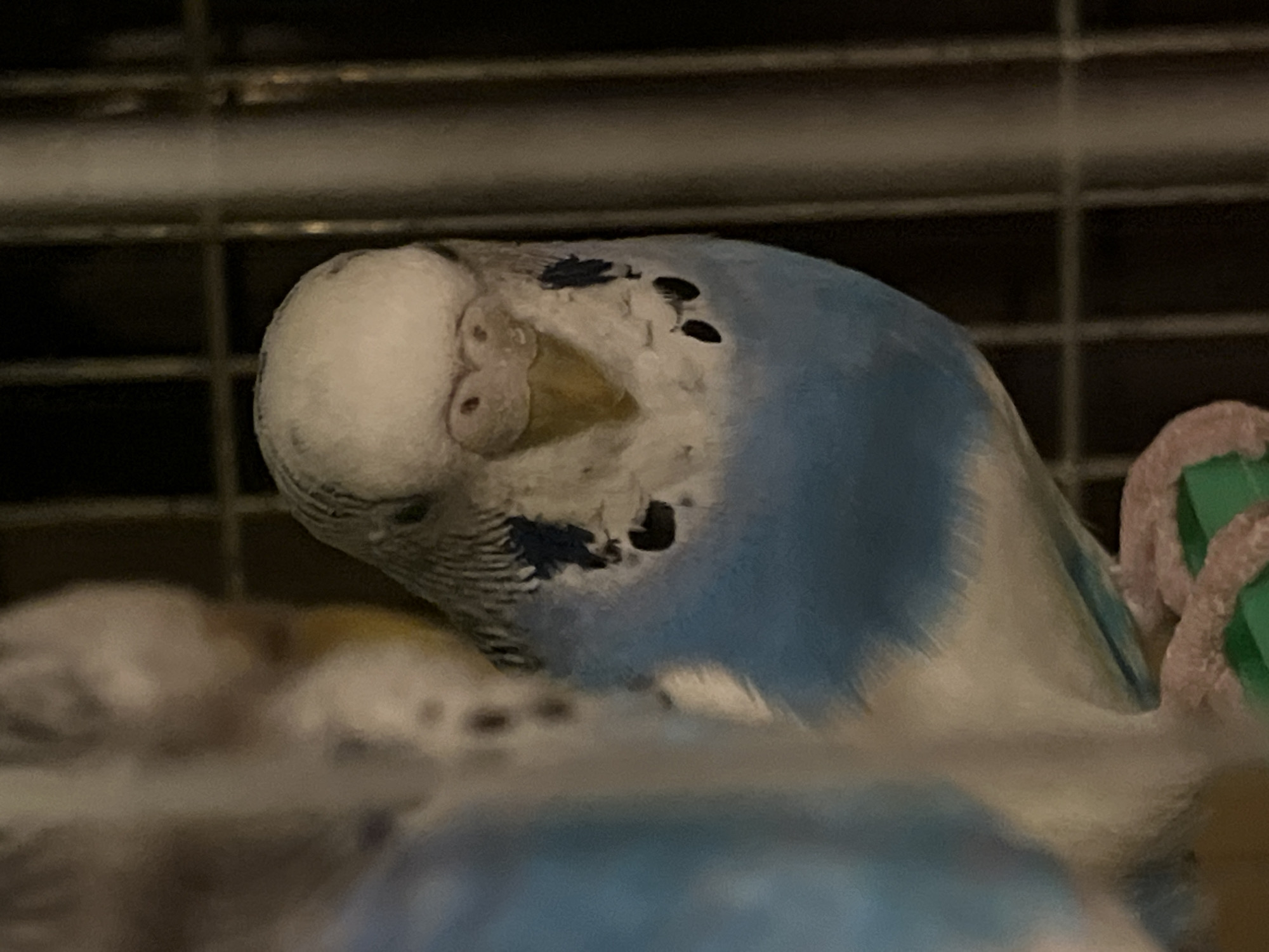 Caged budgerigars observed in Shumen, Bulgaria evening hours