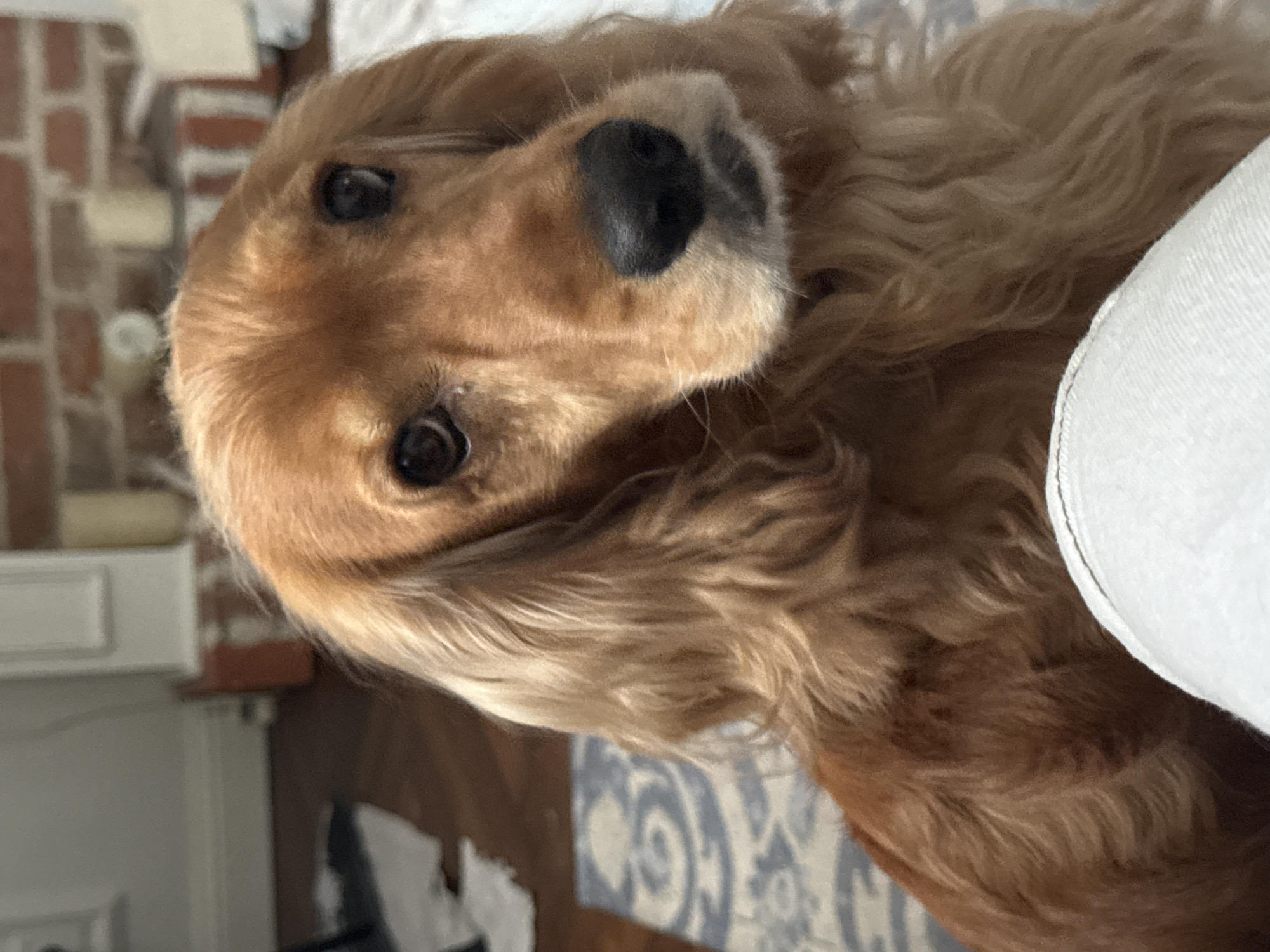 Golden spaniel up close, resting and posing indoors