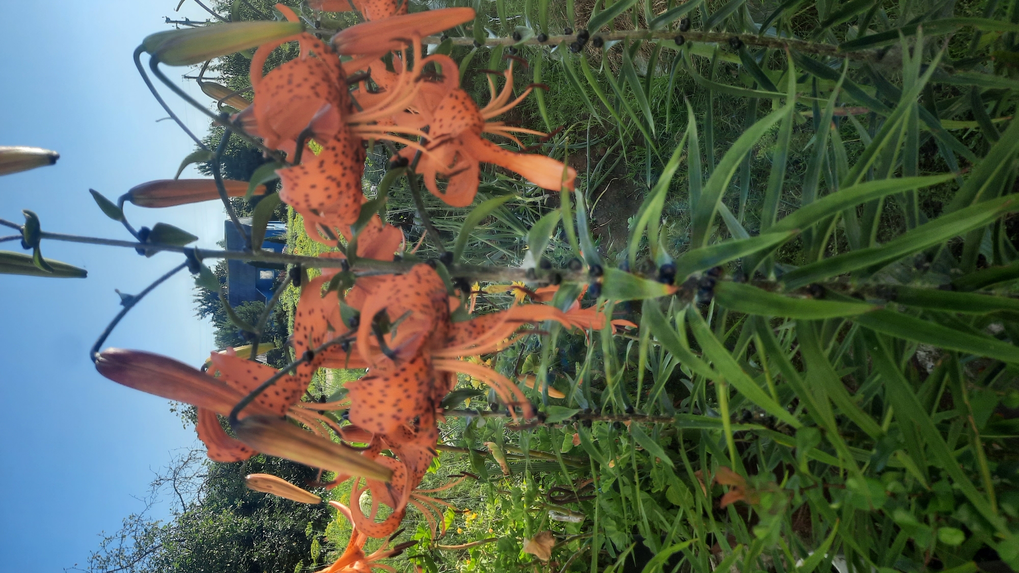 Summer garden life in Shklov: cats, flowers, and blue skies