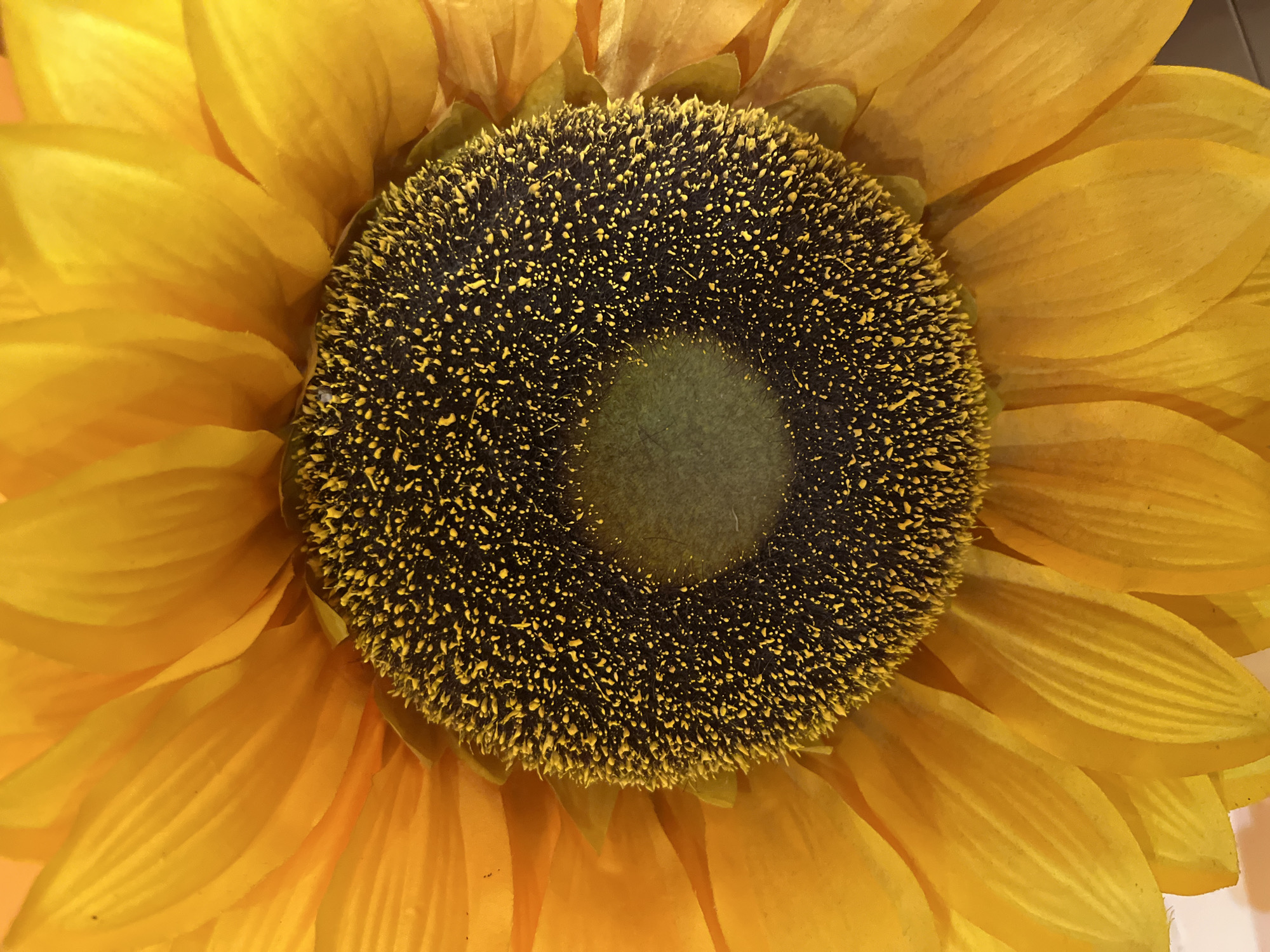 Sunflower photographed in close-up detail in Radomir, Bulgaria