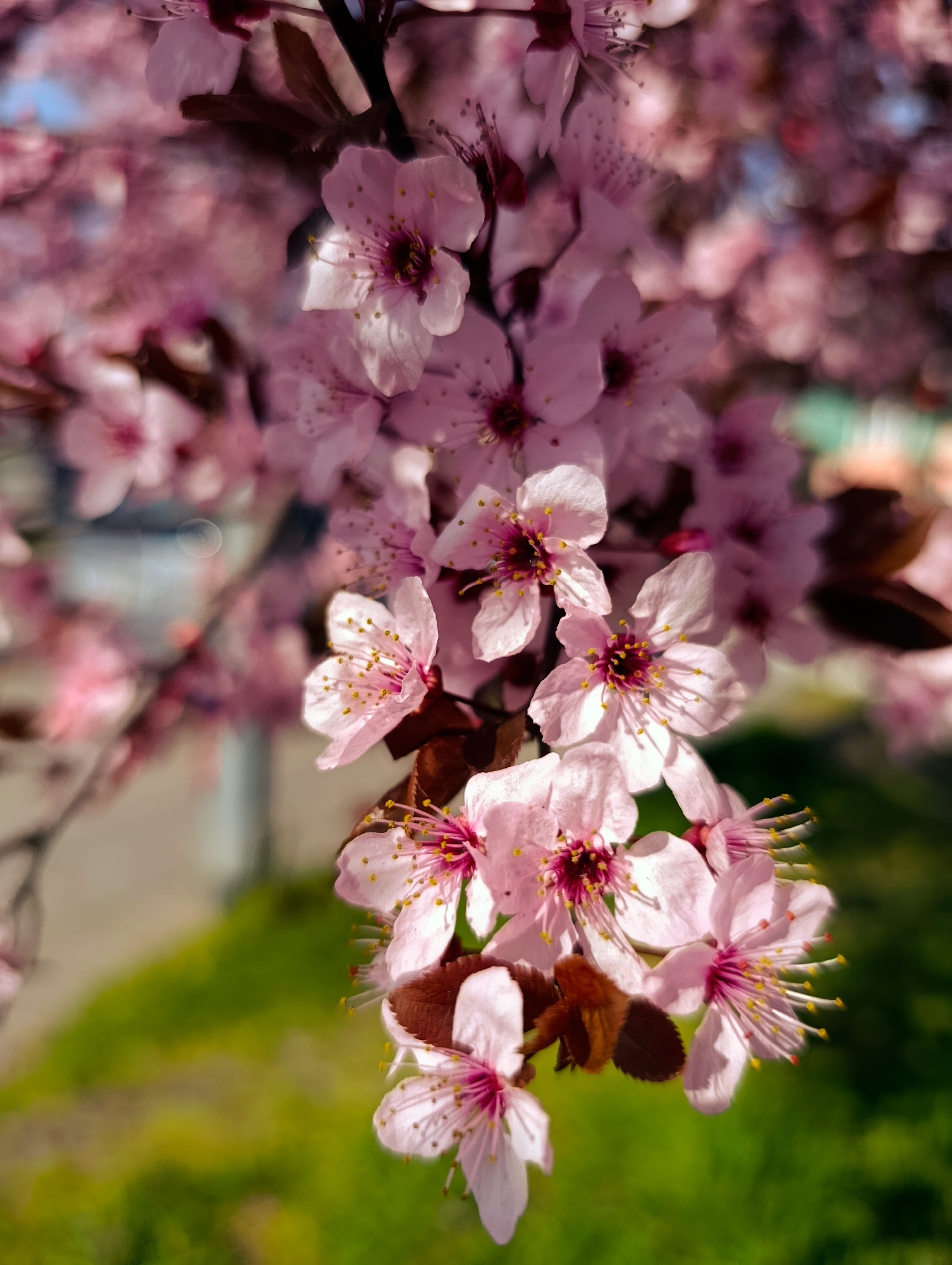 Spring morning scenes captured in Kardzhali, Bulgaria