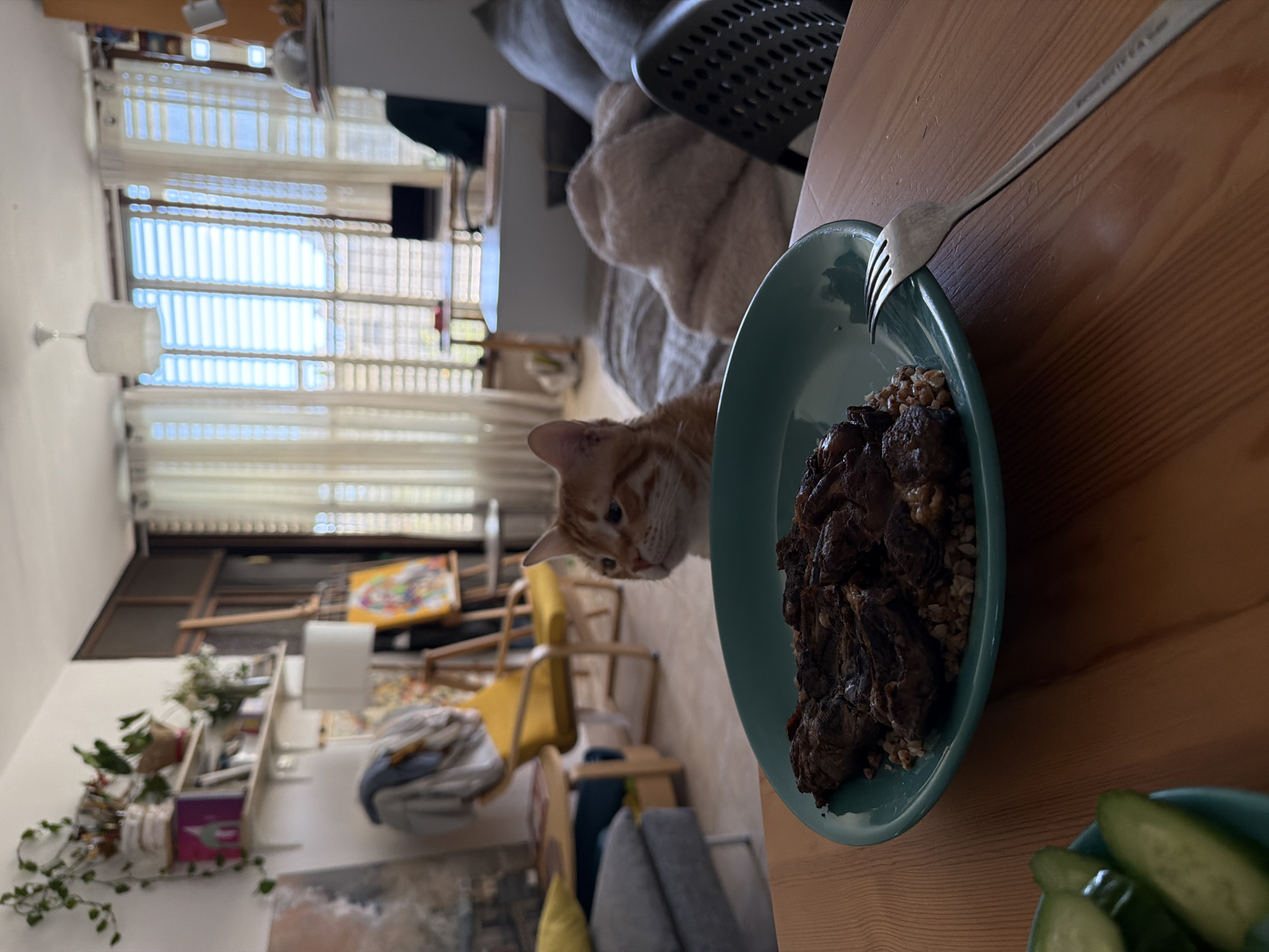Cat observes meal of meat and buckwheat in Bat Yam