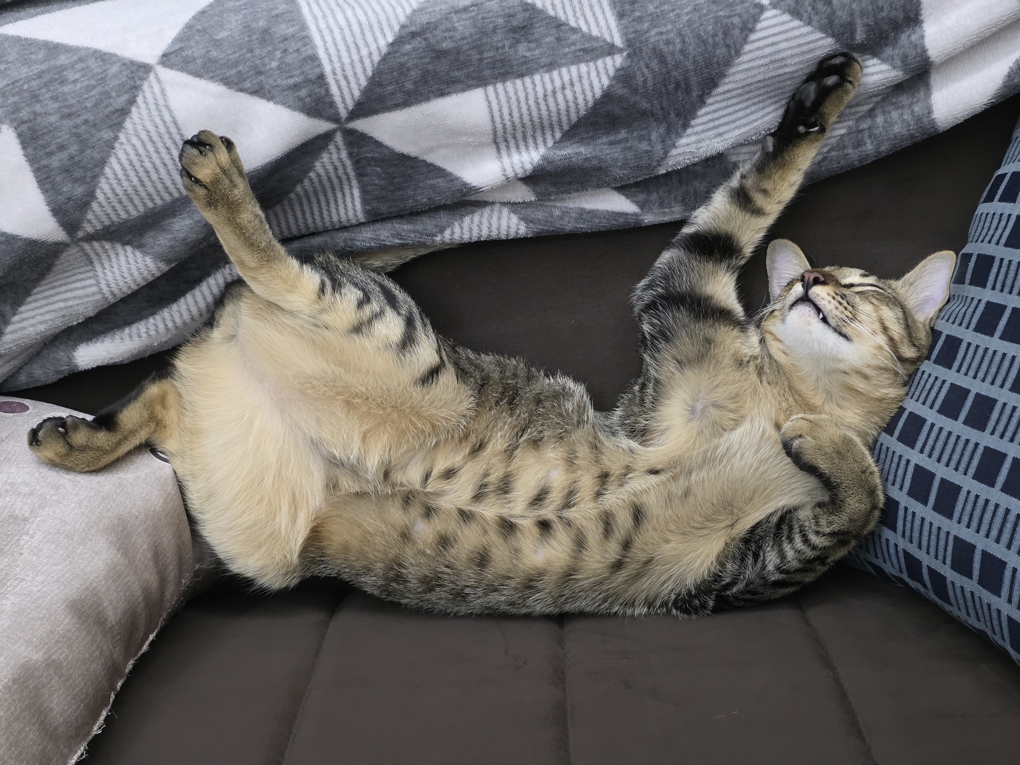 Tabby cat rests peacefully on couch in Pattaya