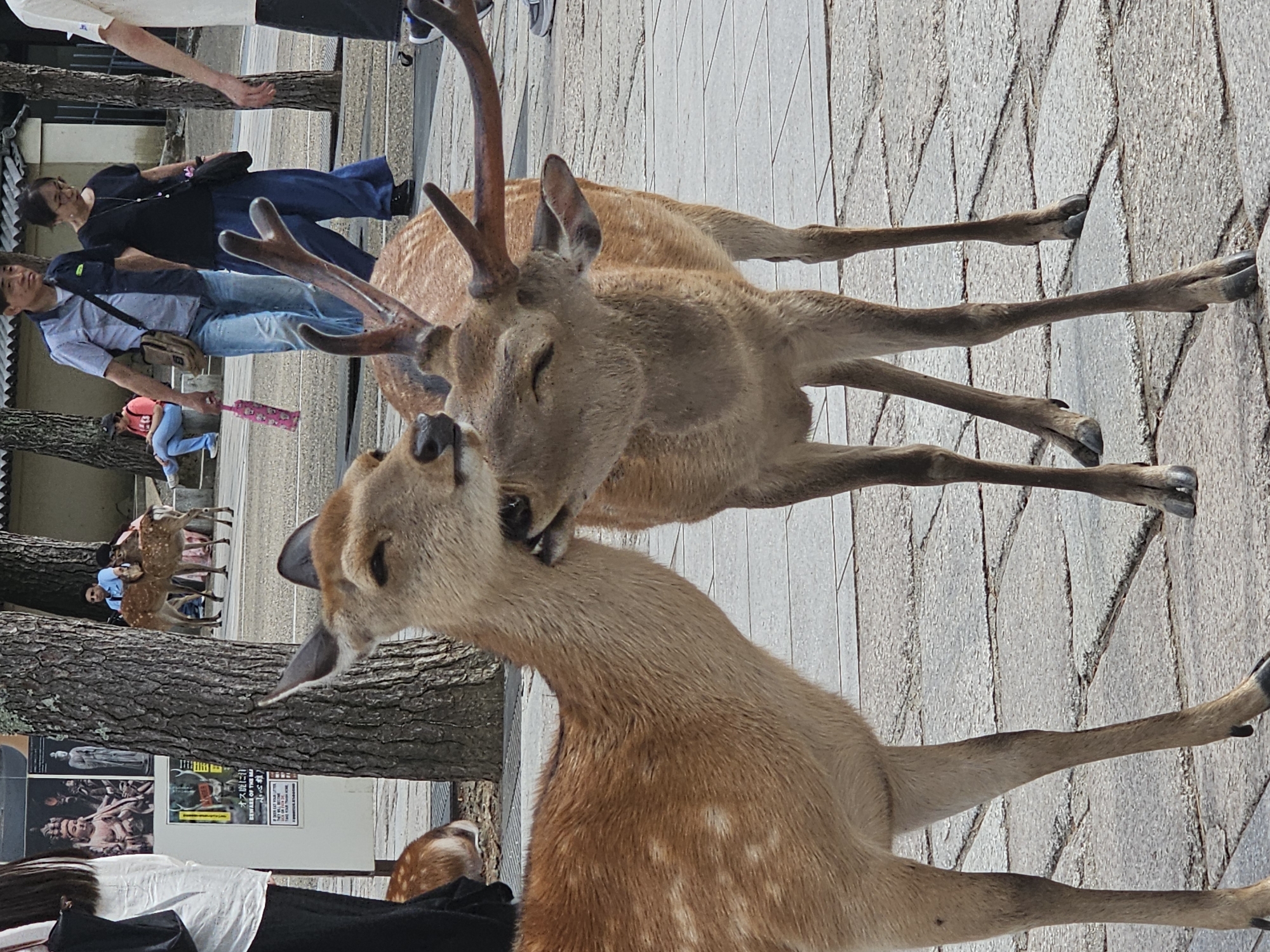 Sika deer display social grooming near Nara's Tōdai-ji Temple
