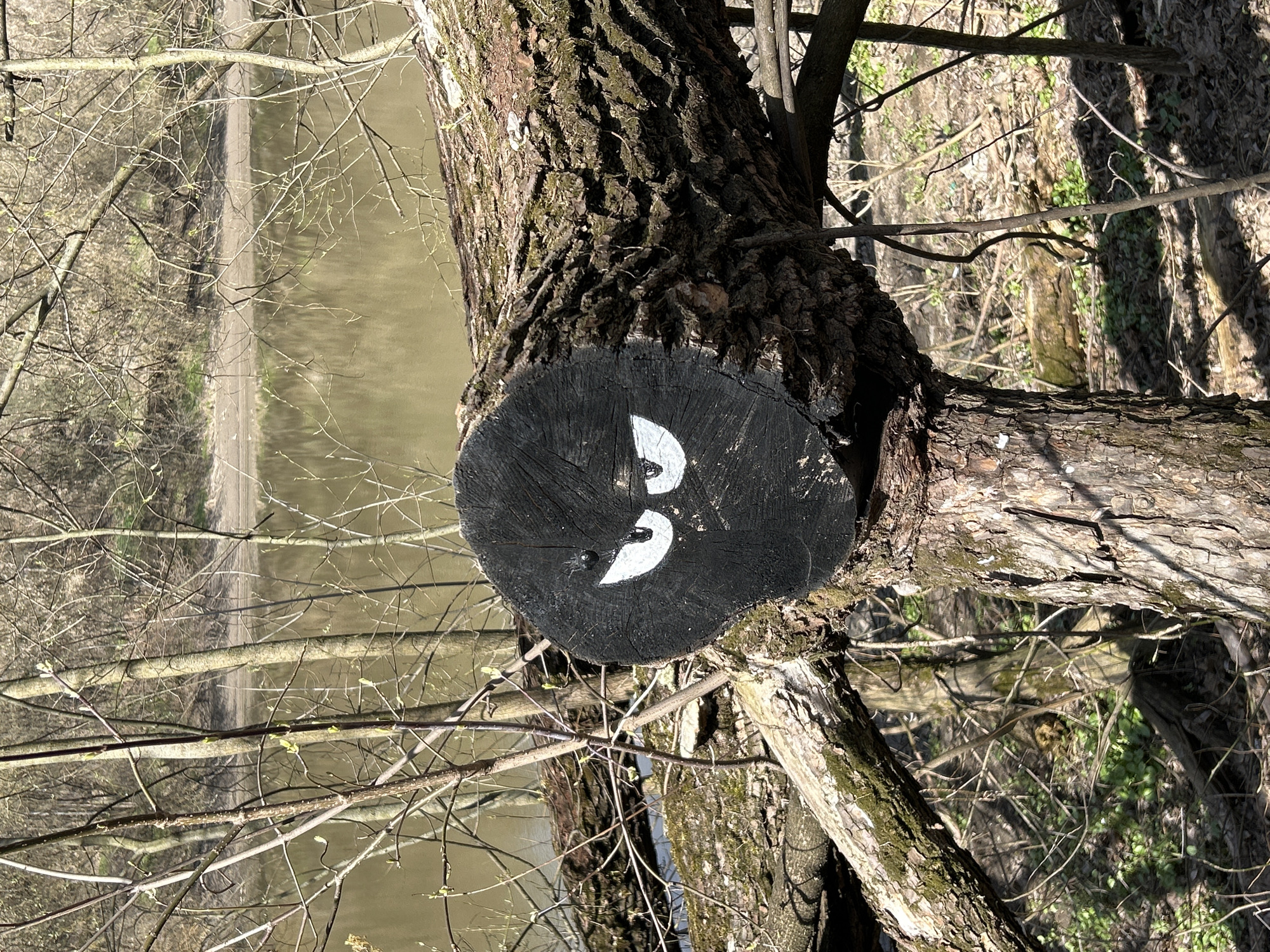 Nature observations recorded in Podolsk: marked tree, dead butterfly