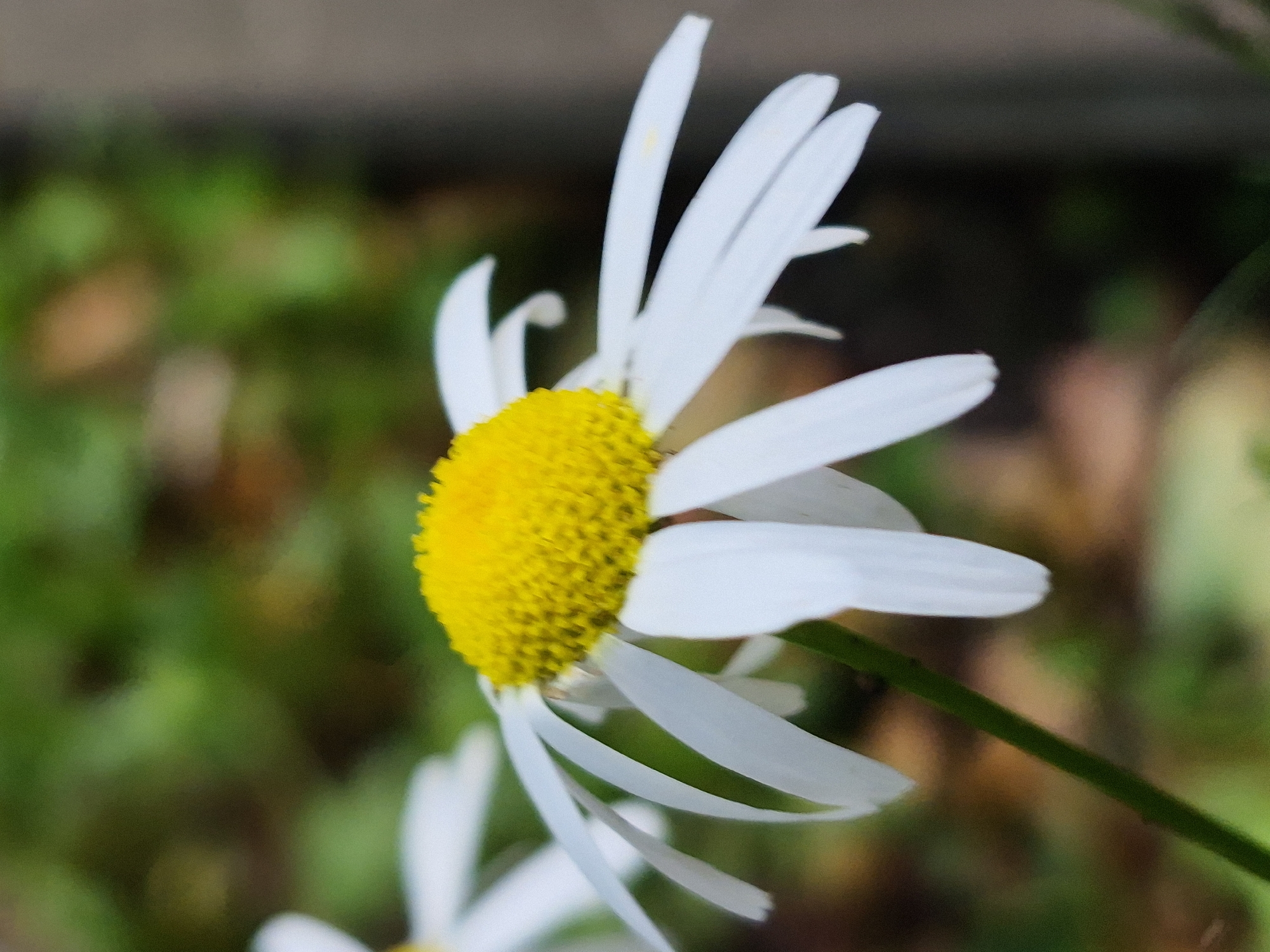 Macro garden walk: flowers, berries, and one tiny insect