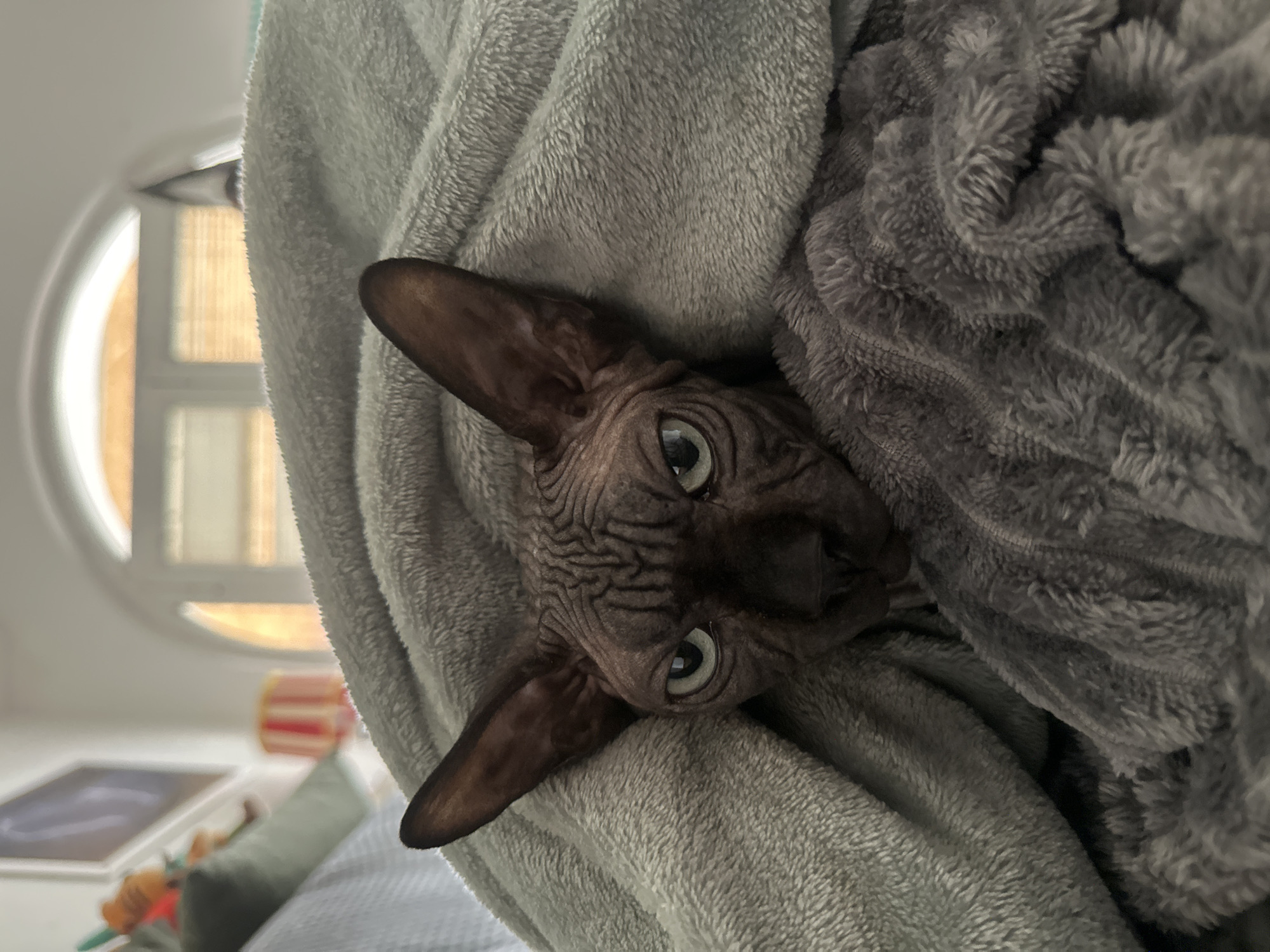Cats spotted in separate Budva homes during morning hours