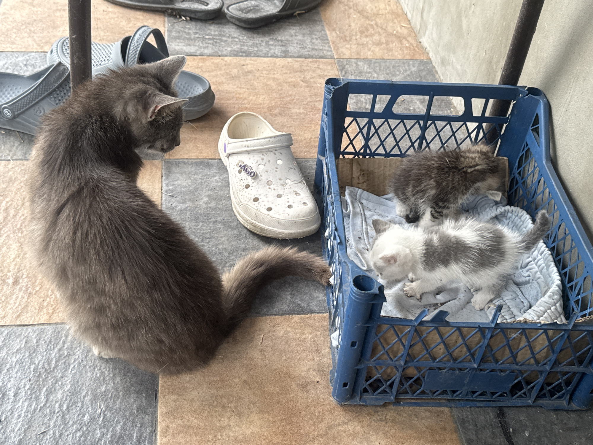 Busy backyard cat colony in Bohunove, kittens and all